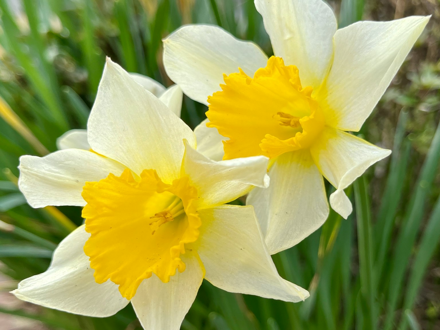 Due fiori di narciso bianchi con centri gialli