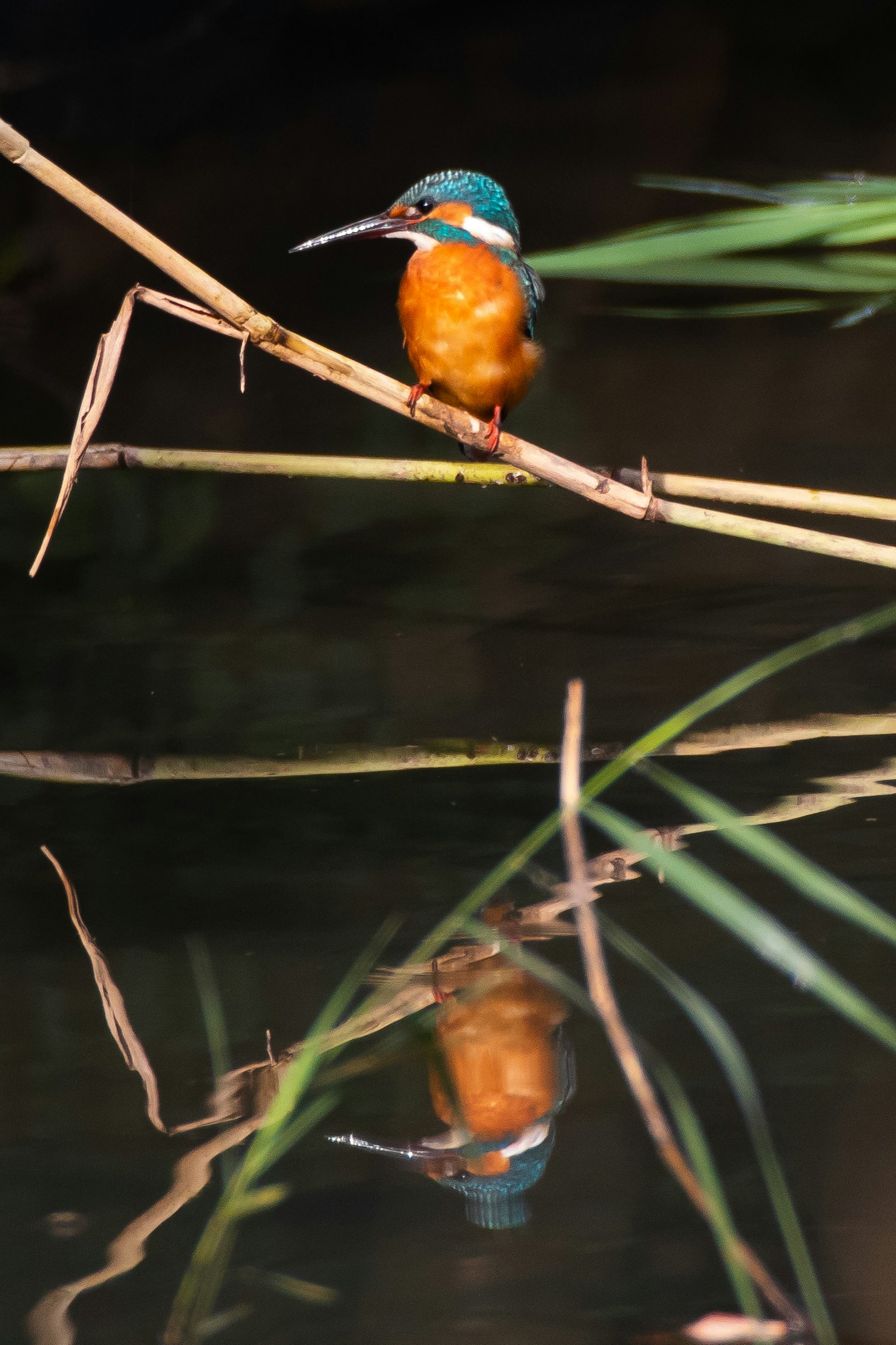 Un colorato martin pescatore appollaiato vicino all'acqua con il suo riflesso