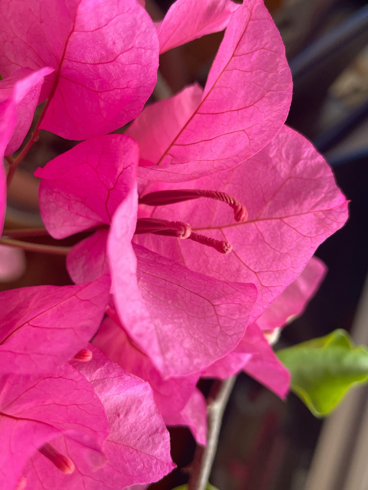 Petali di bougainvillea rosa vivace sovrapposti