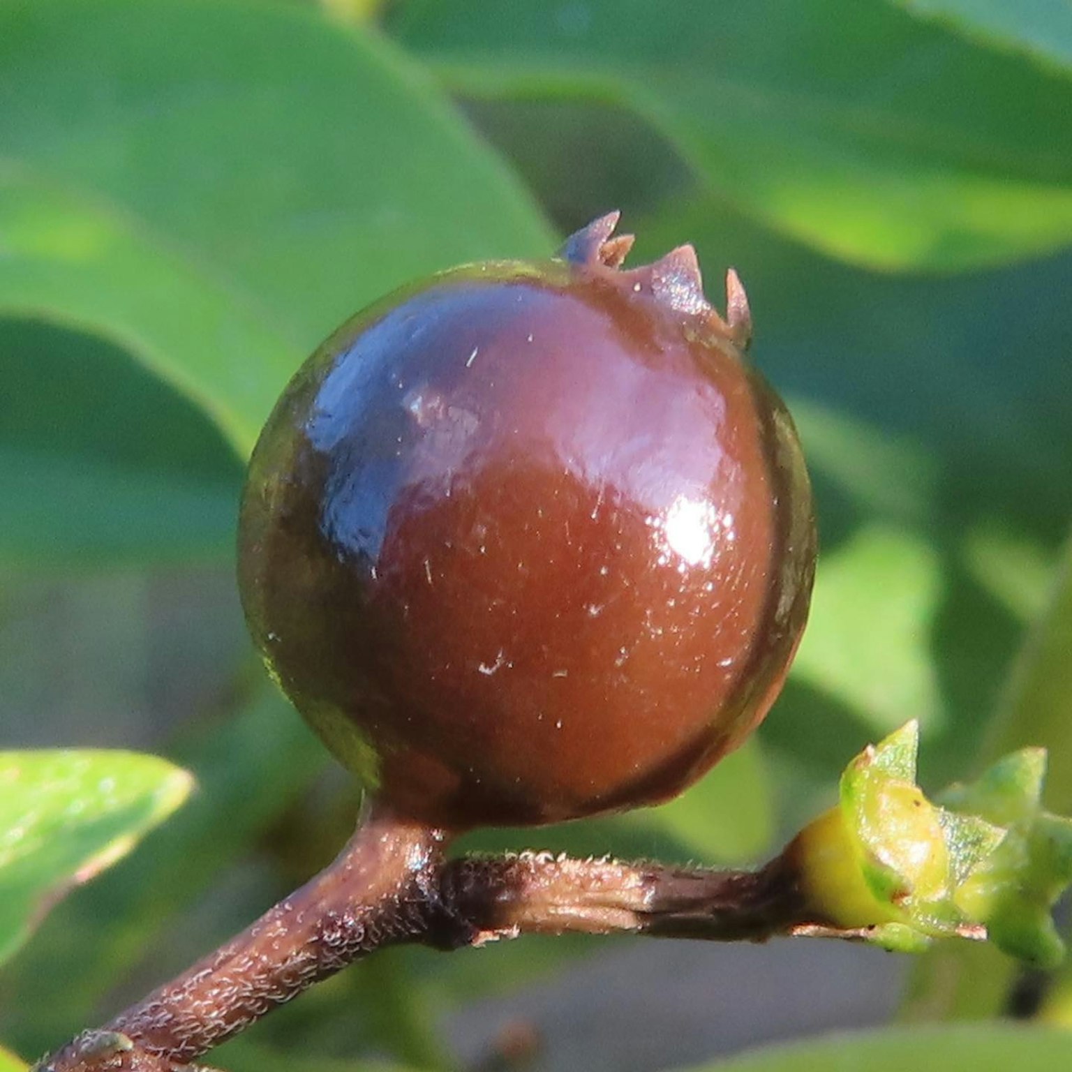 Nahaufnahme einer braunen Frucht zwischen grünen Blättern