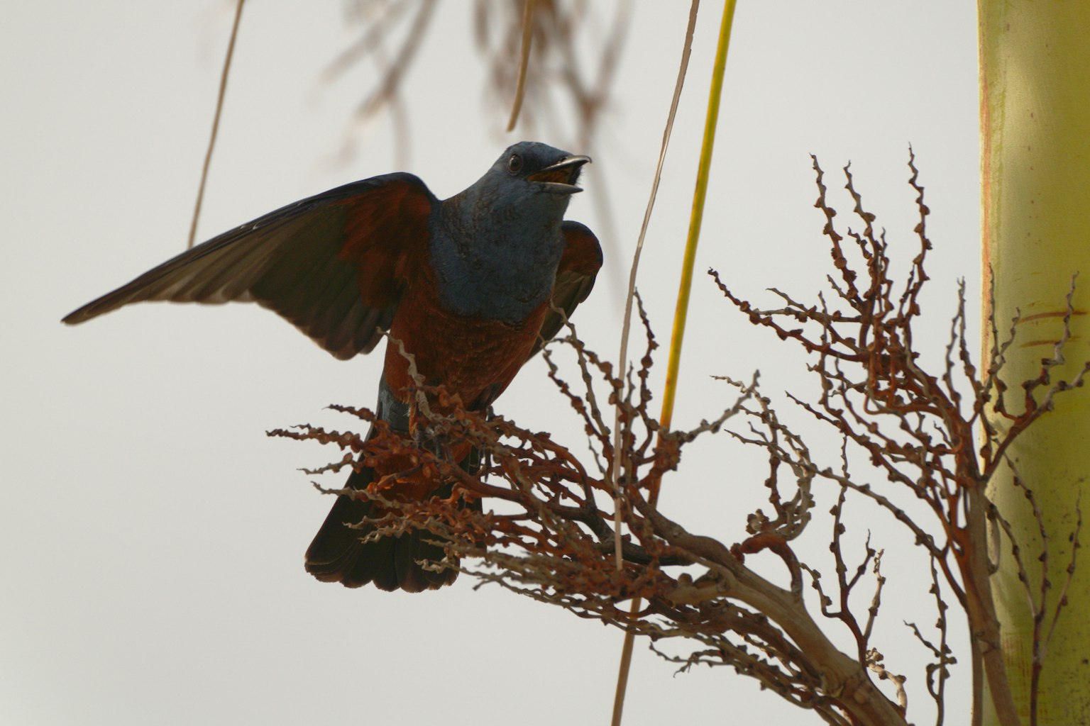 Seekor burung biru bertengger di atas cabang