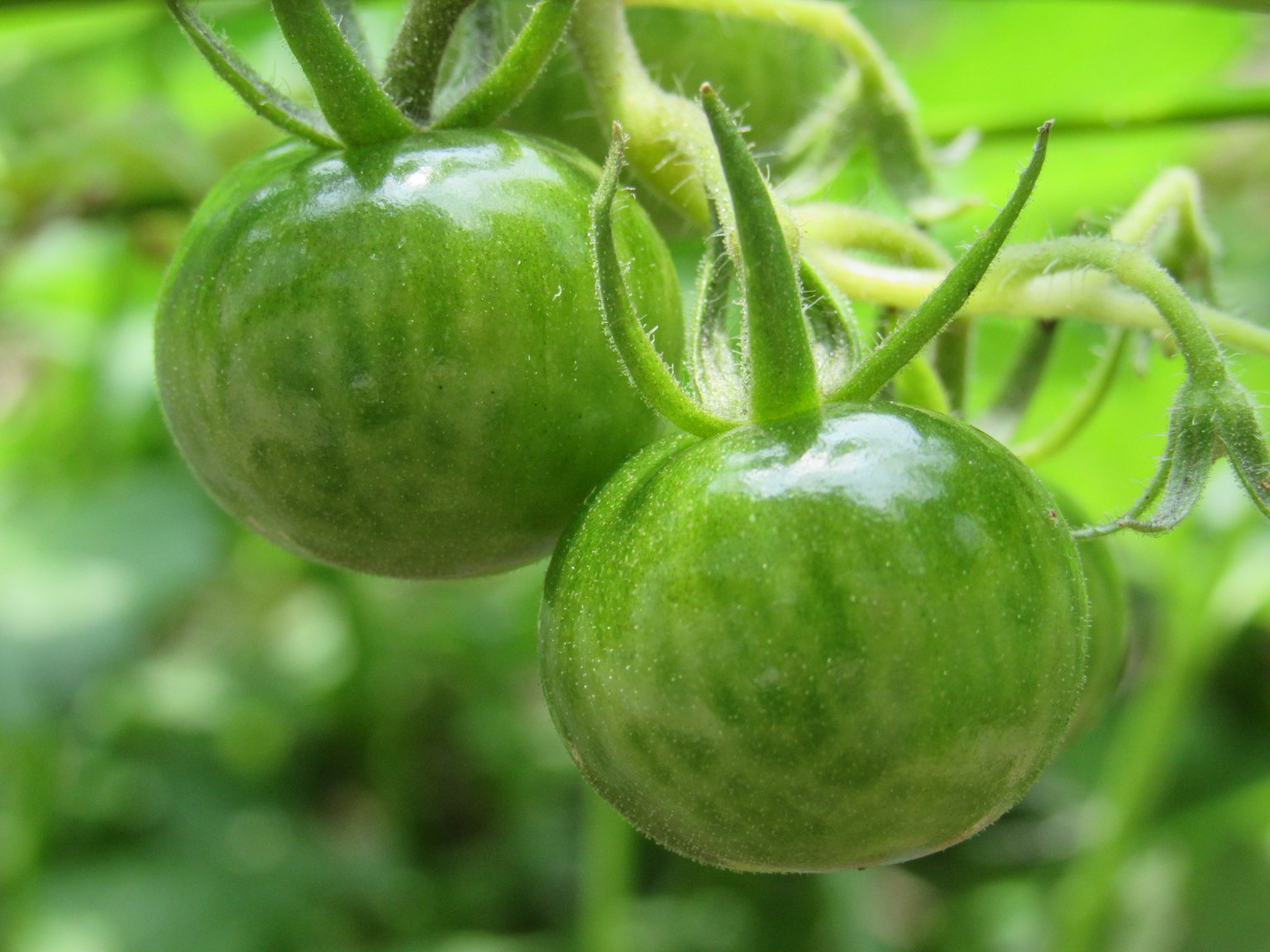 Due pomodori verdi appesi tra foglie verdi