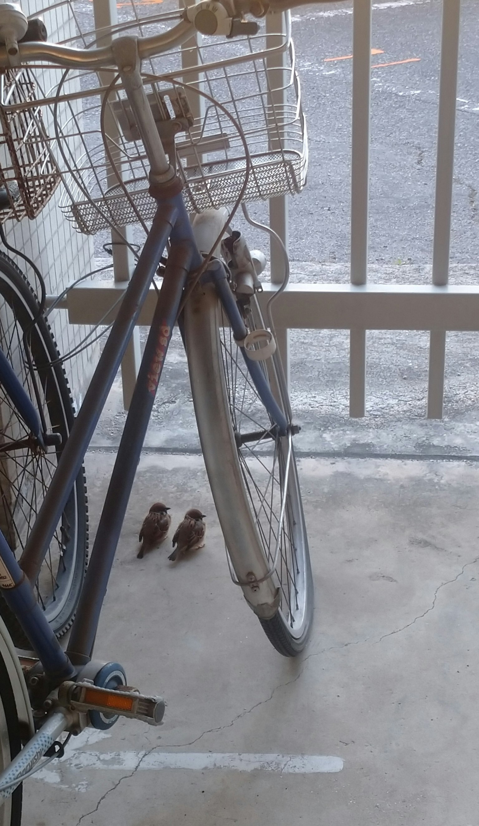 自転車とその近くにいる小鳥たちの写真