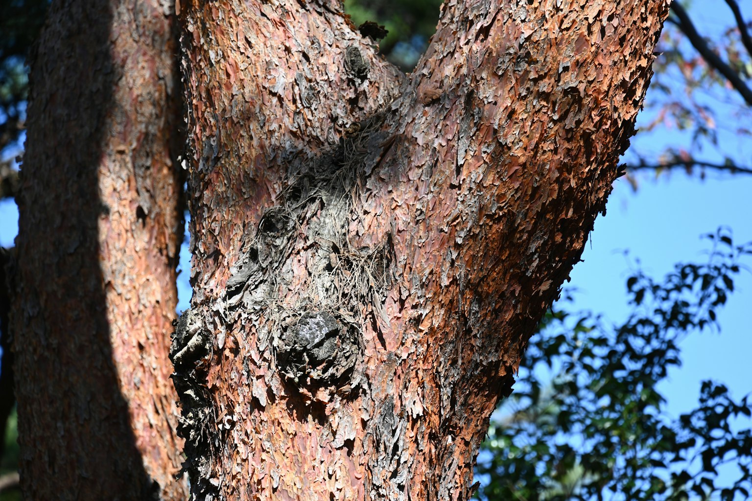 Primer plano del tronco de un árbol mostrando textura y sombras