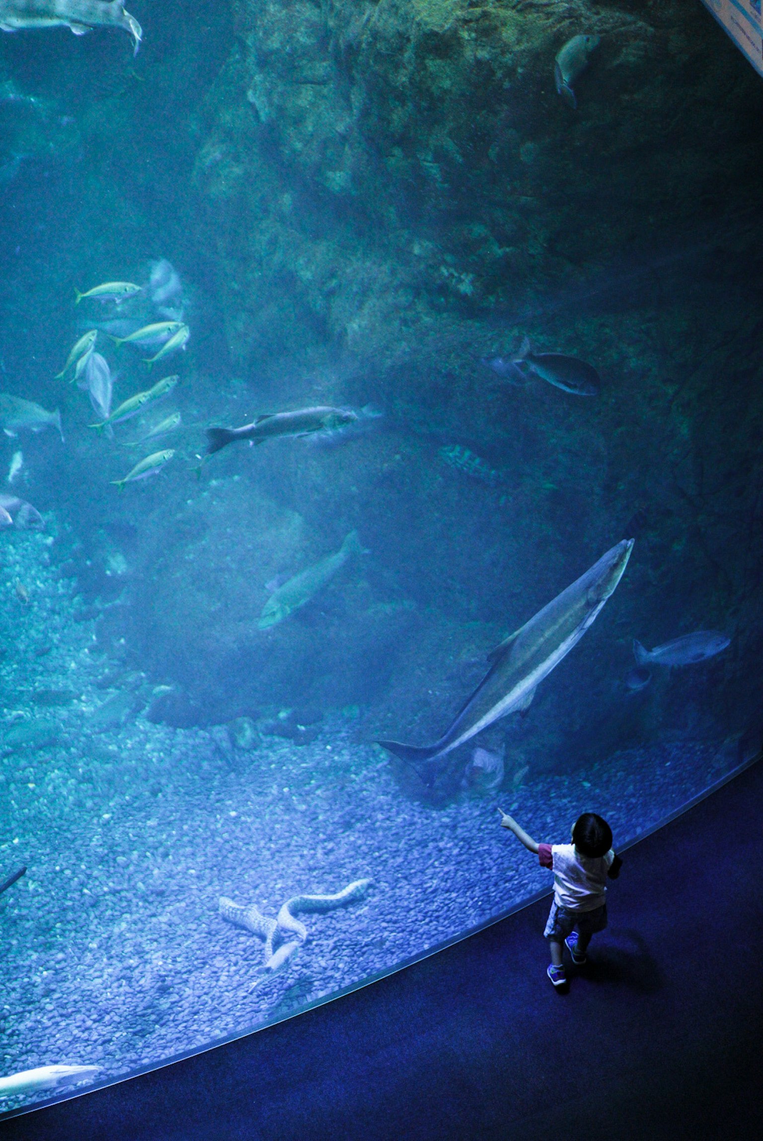 孩子站在大型水族馆前面五颜六色的鱼在游泳