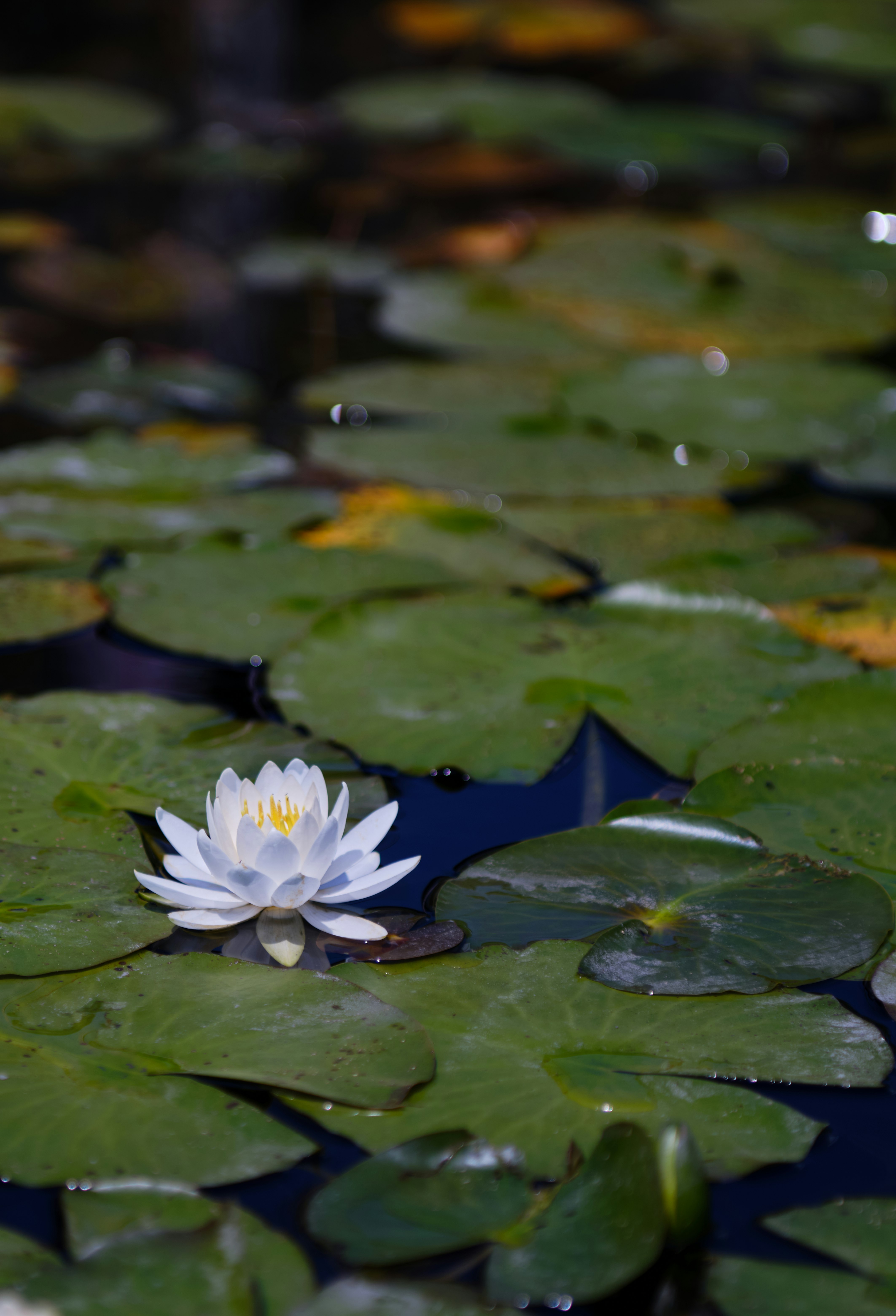 高島市の水面に浮かぶ白い睡蓮の花びらと葉