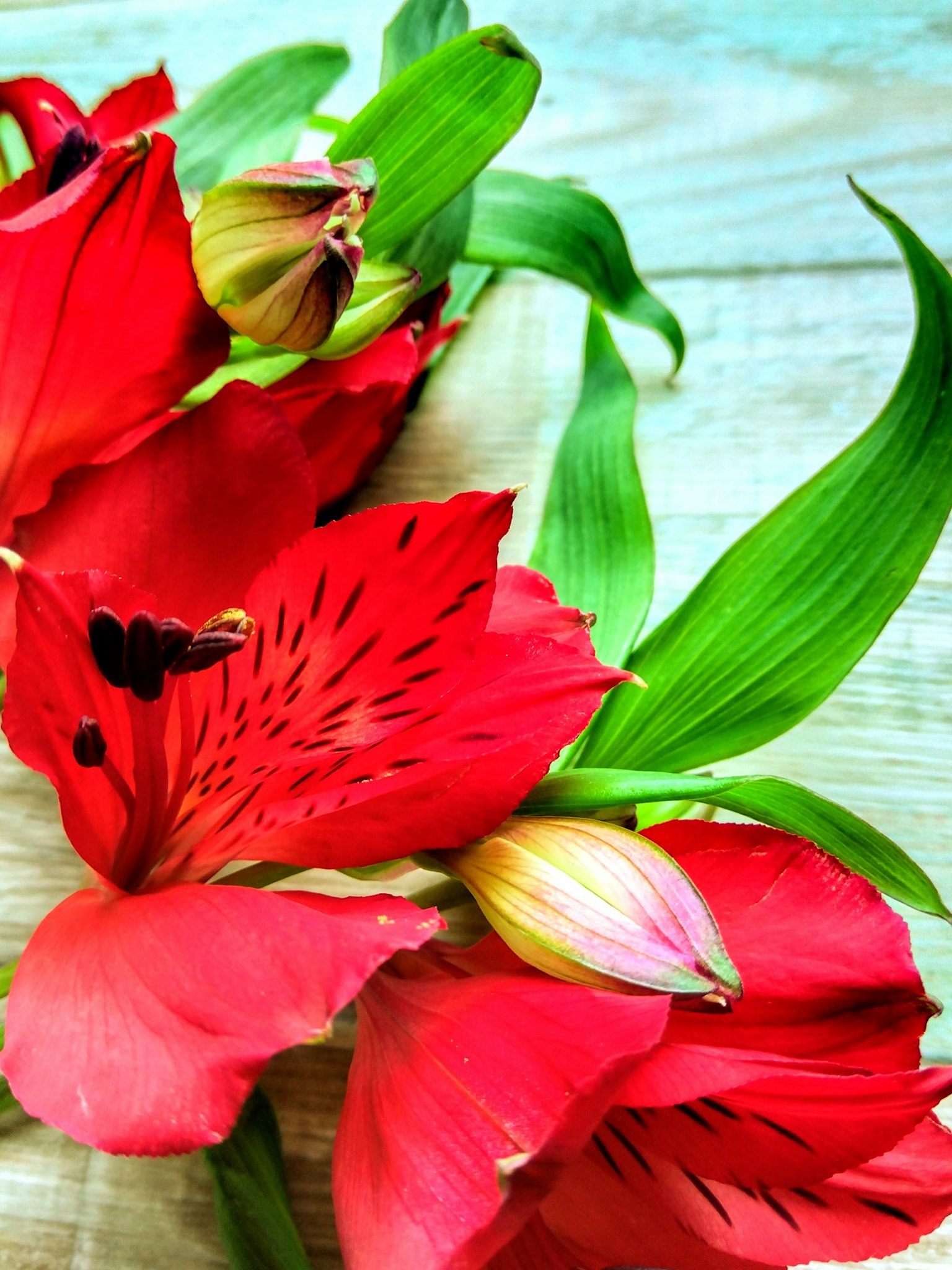 鮮豔的紅色百合花束搭配綠色葉子
