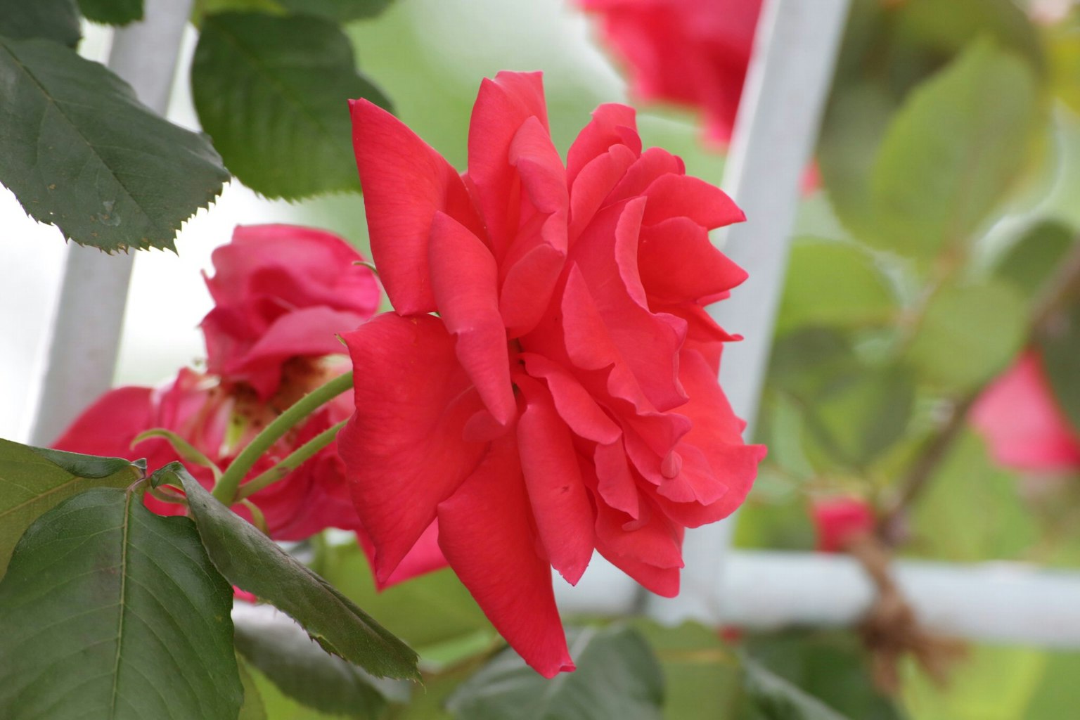 Fleur de rose rouge vif entourée de feuilles vertes