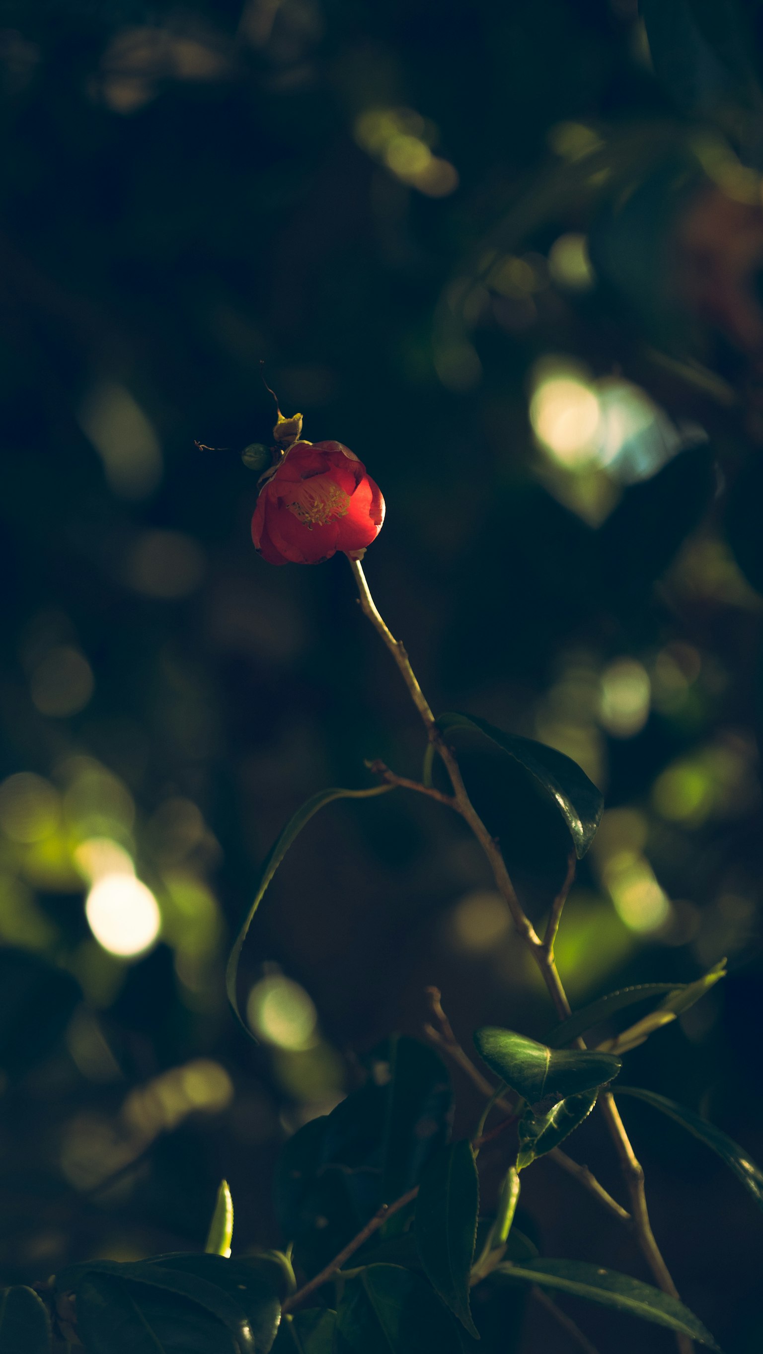 A red fruit stands out among green leaves in a dimly lit scene