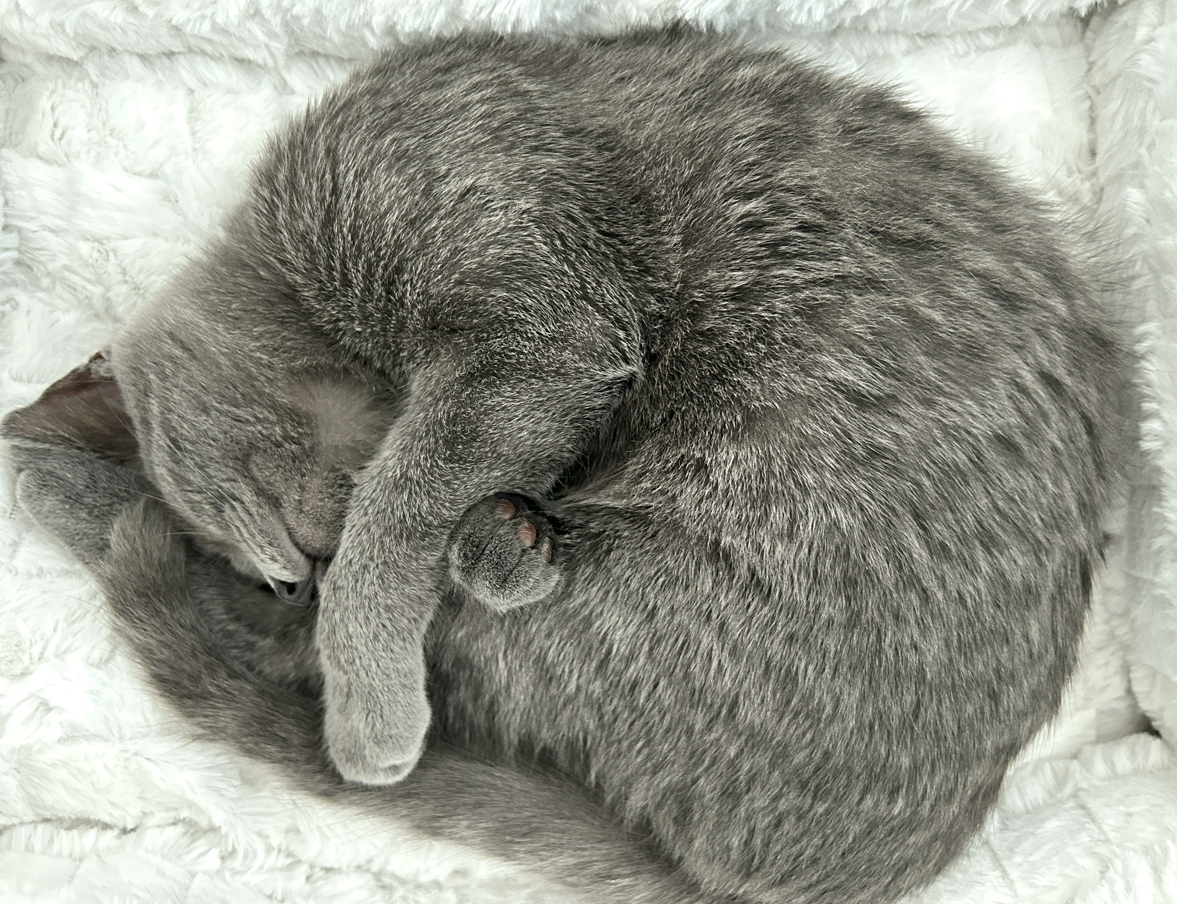anak kucing tidur meringkuk