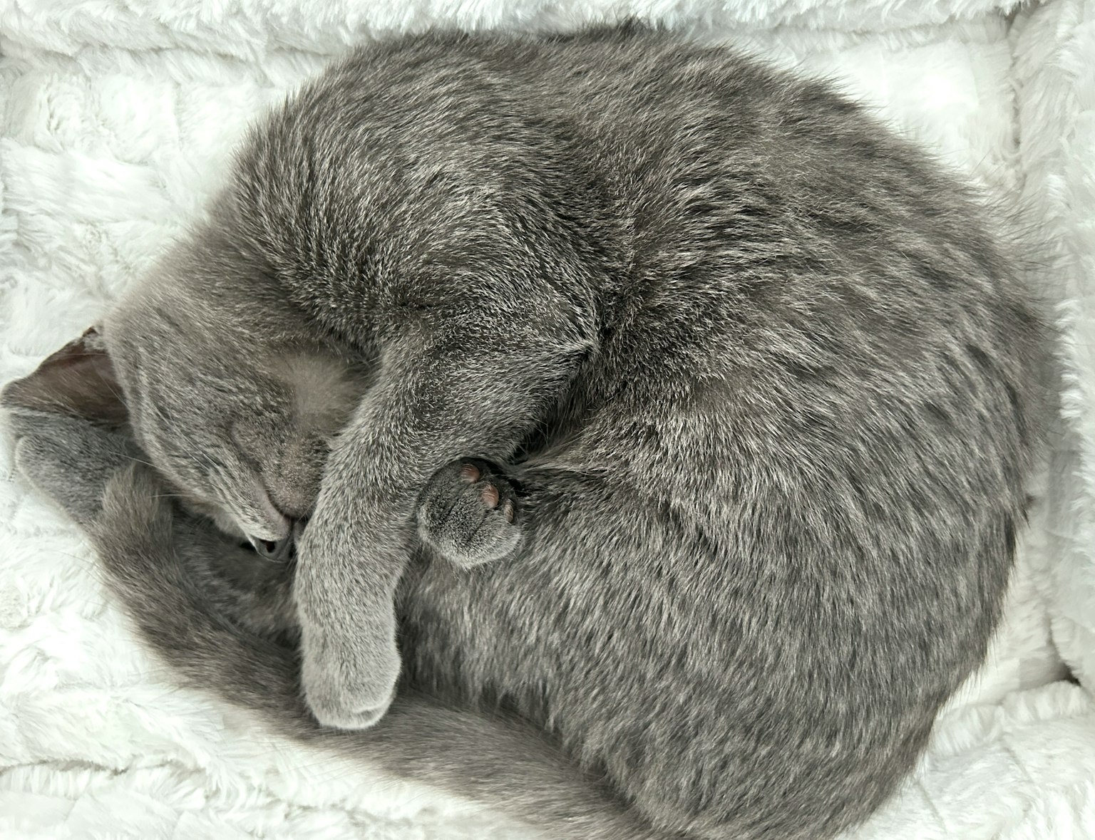 Gray cat curled up sleeping