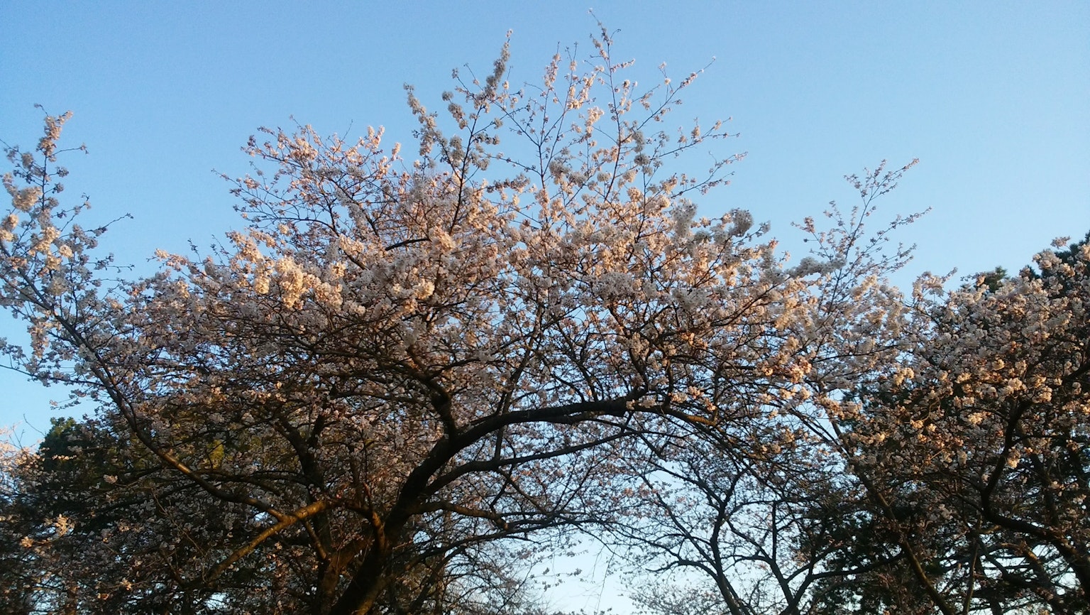 Una vista di alberi di ciliegi in fiore sotto un cielo azzurro