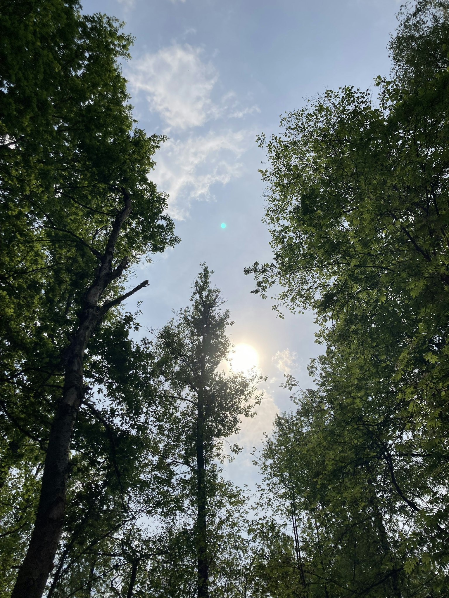 Sonne, die durch grüne Bäume unter einem blauen Himmel blitzt