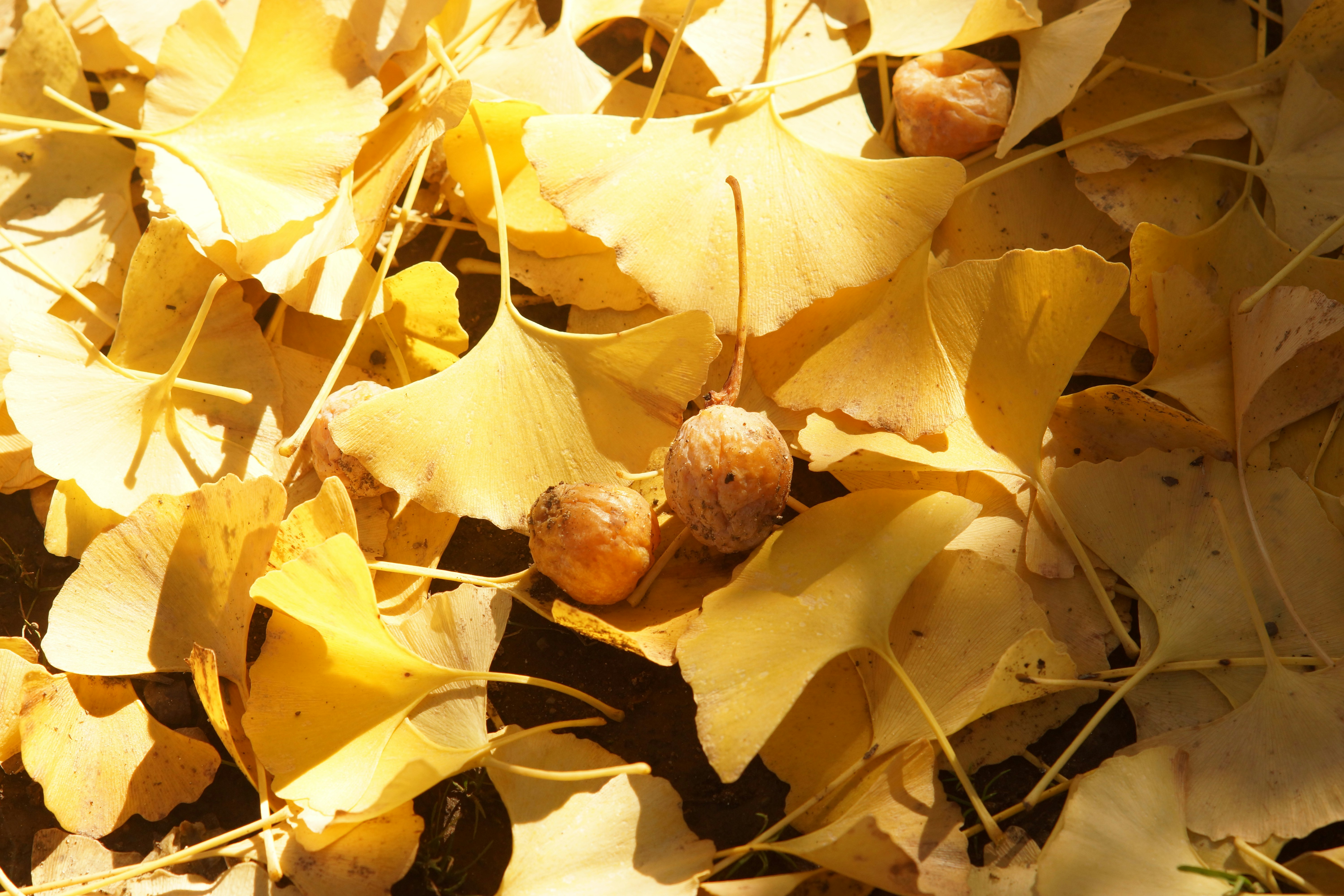 Close-up of golden ginkgo leaves and acorns