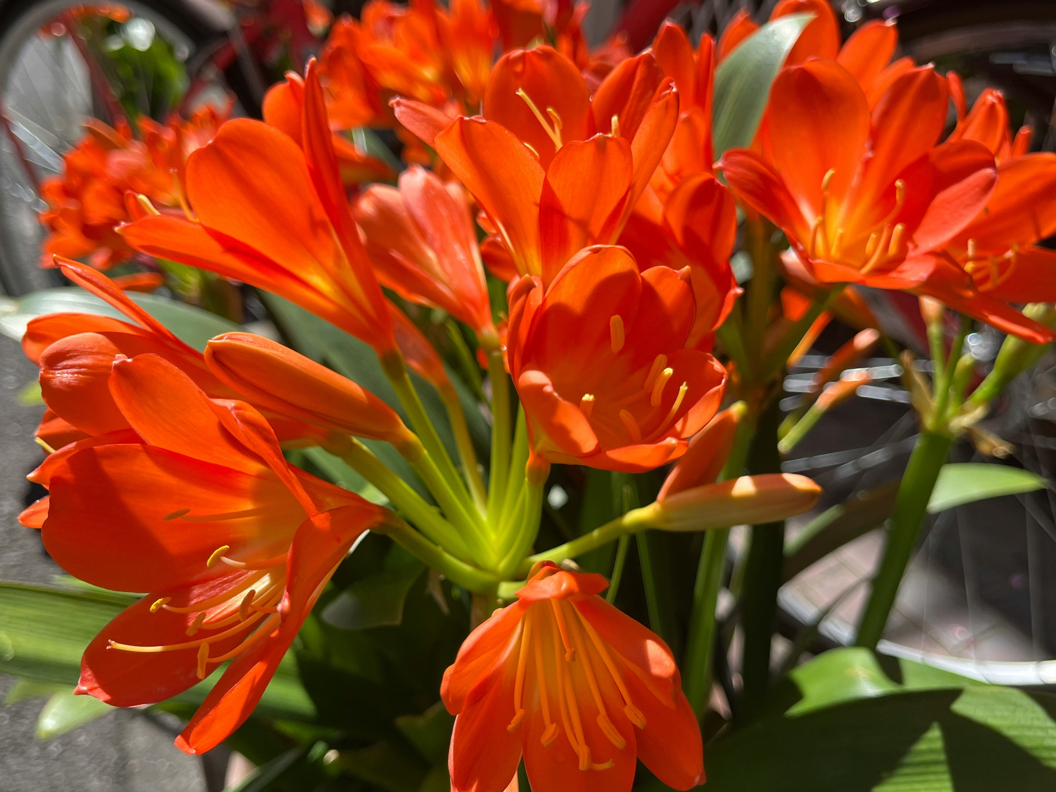 オレンジ色の花が咲く花束のクローズアップ