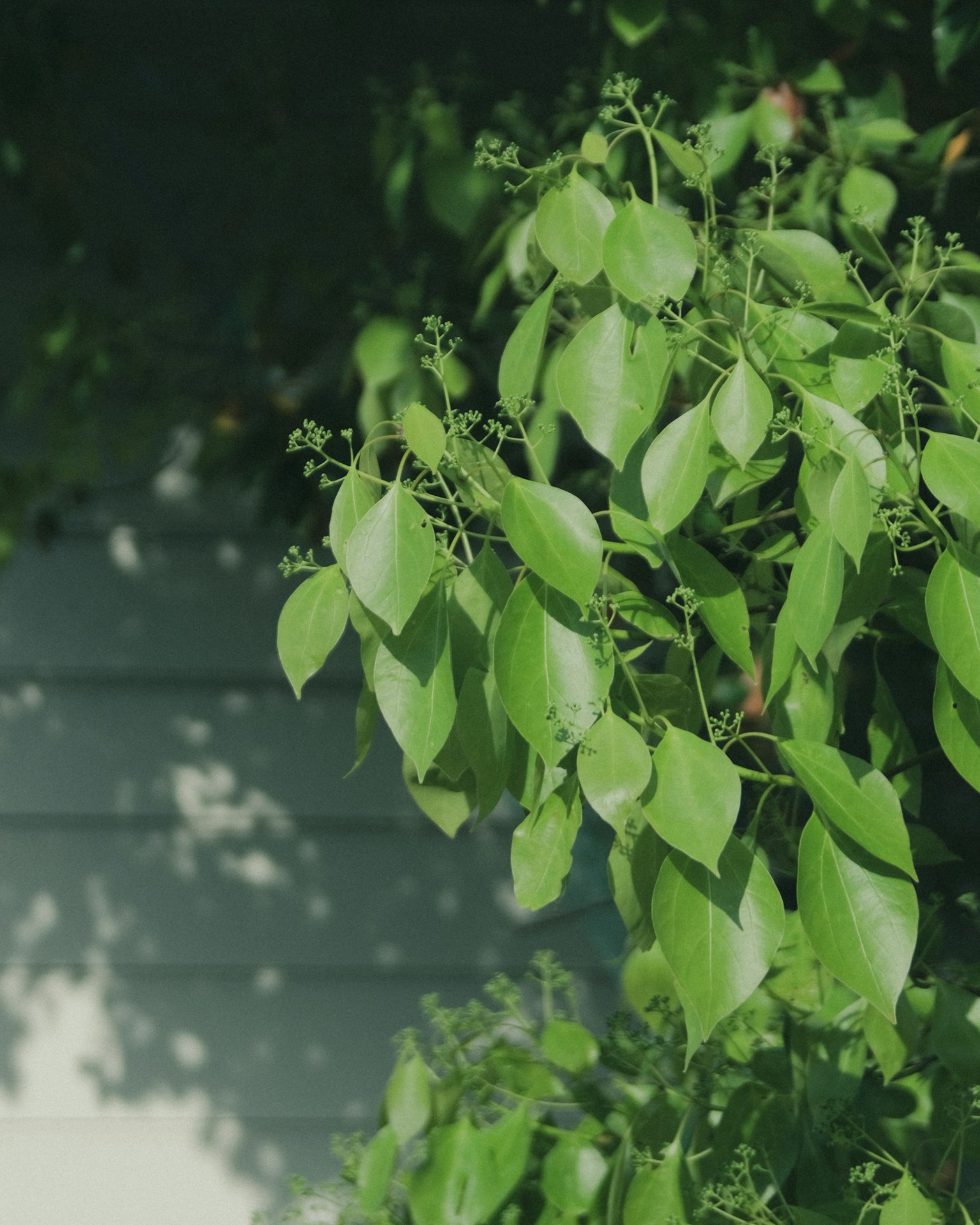 Acercamiento a hojas verdes exuberantes con sombras suaves