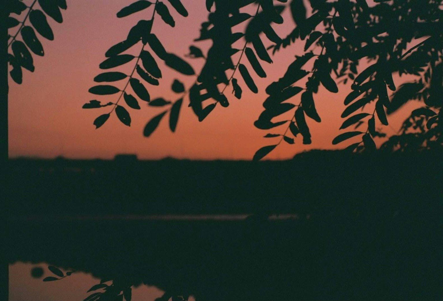 Silhouette of leaves against a sunset sky