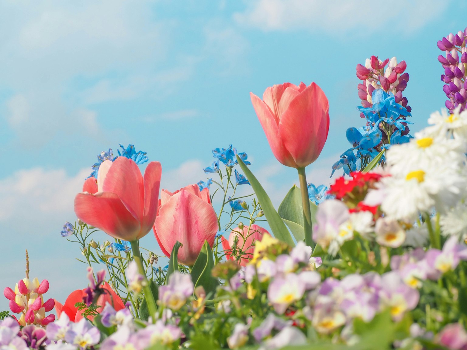Colorful flowers and tulips blooming under a blue sky