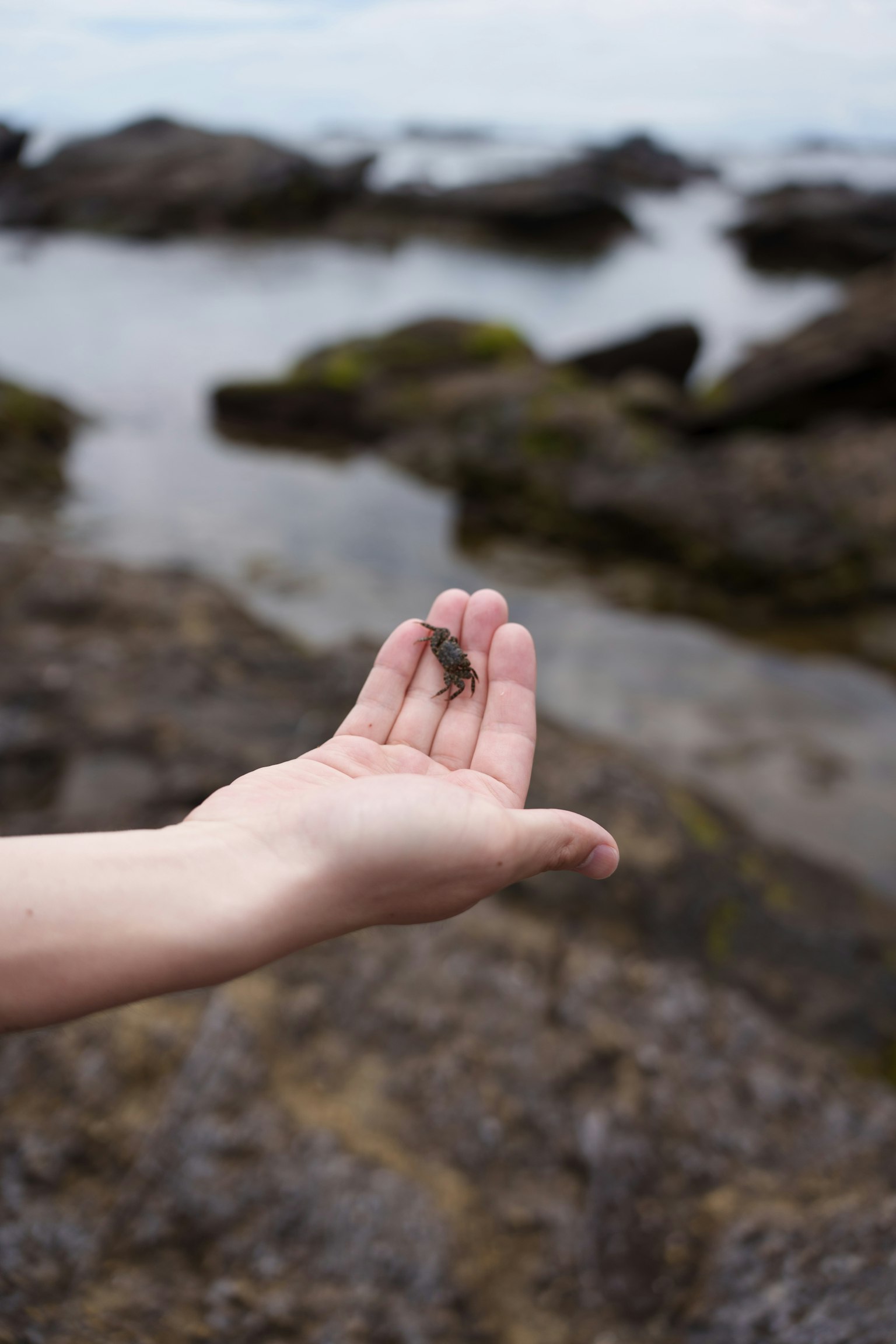 Một bàn tay cầm một vỏ sò nhỏ với bờ đá và nước ở phía sau