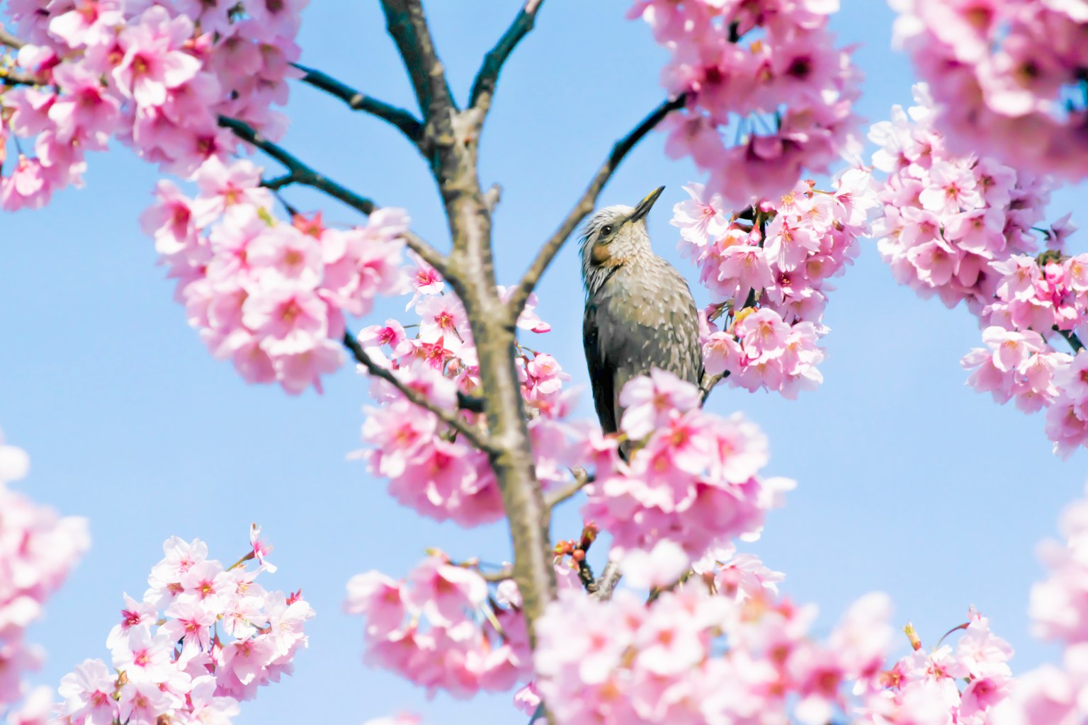 Un uccello posato tra i fiori di ciliegio contro un cielo blu