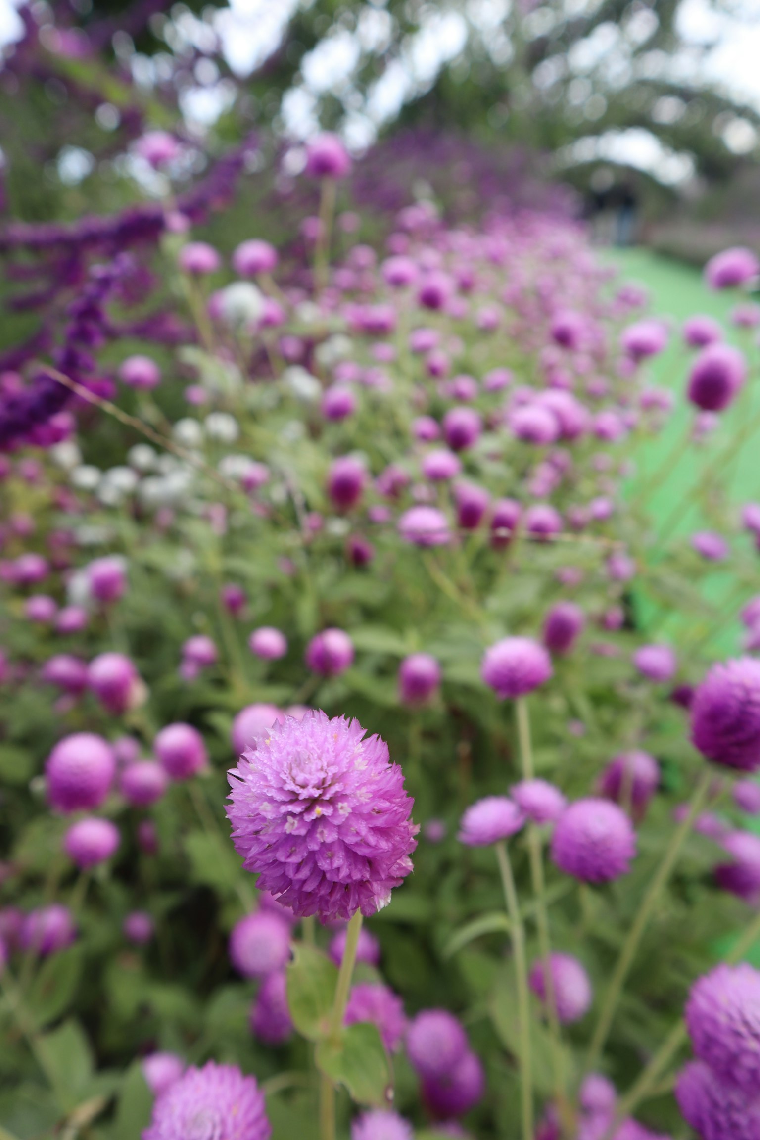 Una scena di giardino piena di fiori viola con un fiore rotondo in primo piano