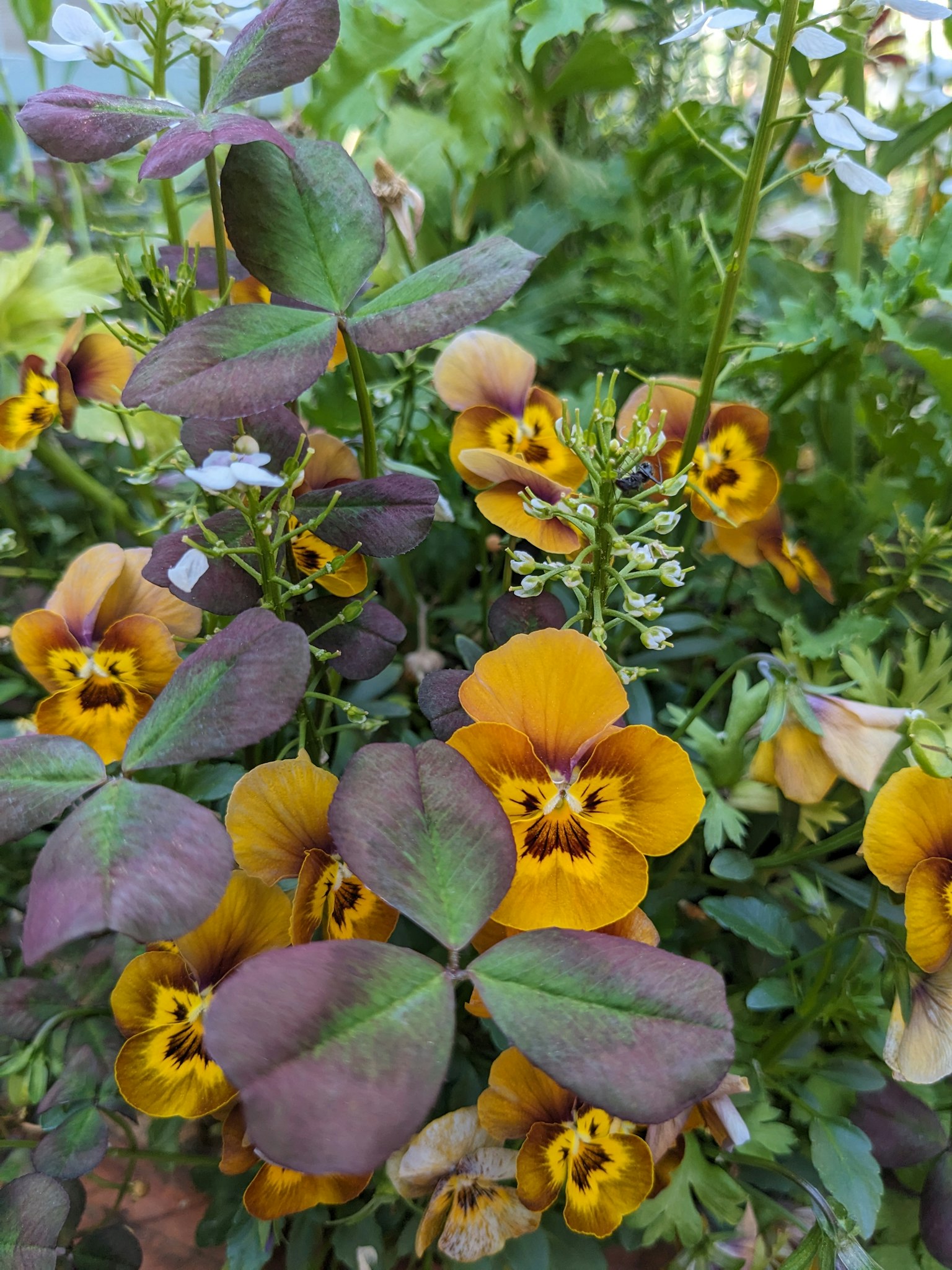 Primo piano di una pianta con foglie viola e fiori gialli