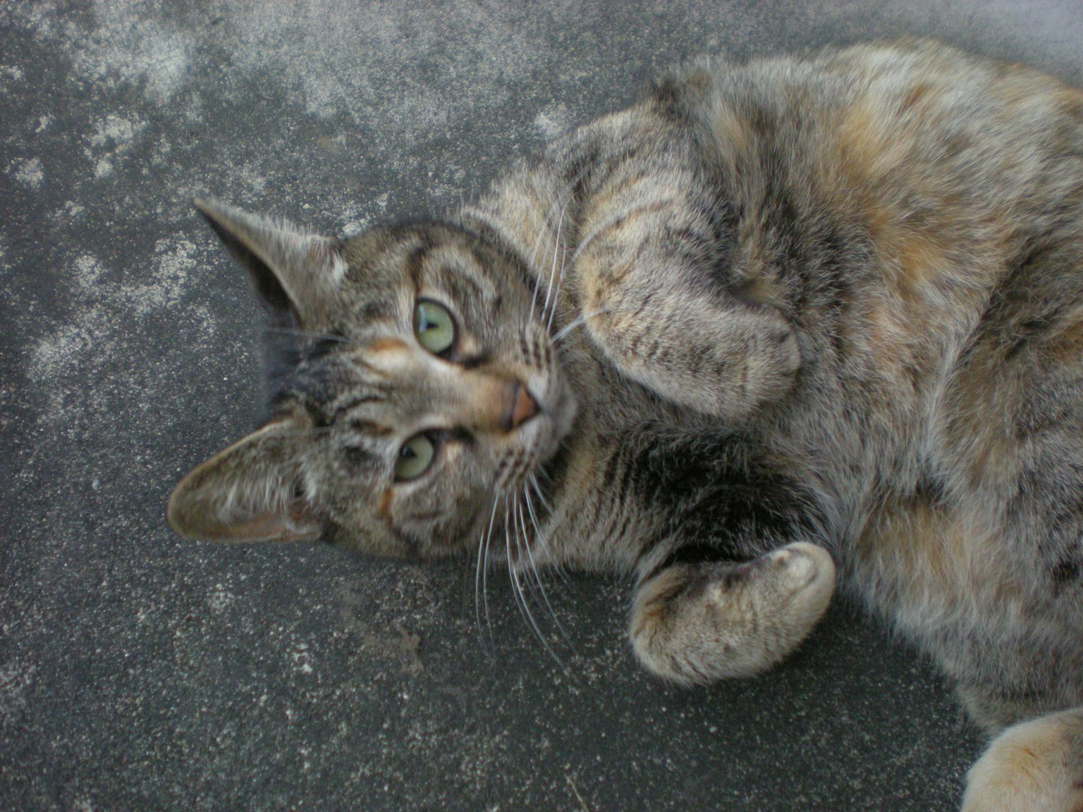 Nahaufnahme eines liegenden Schildpattkatze