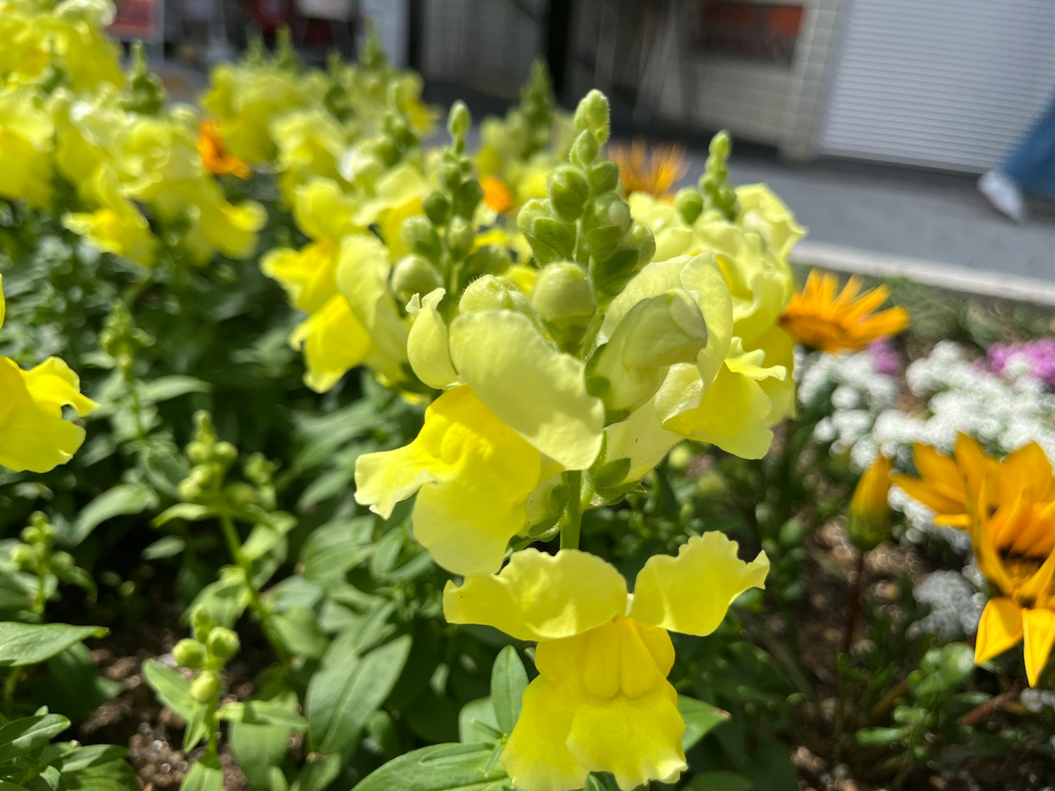 Nahaufnahme von gelben Löwenmäulchenblumen in einem Garten