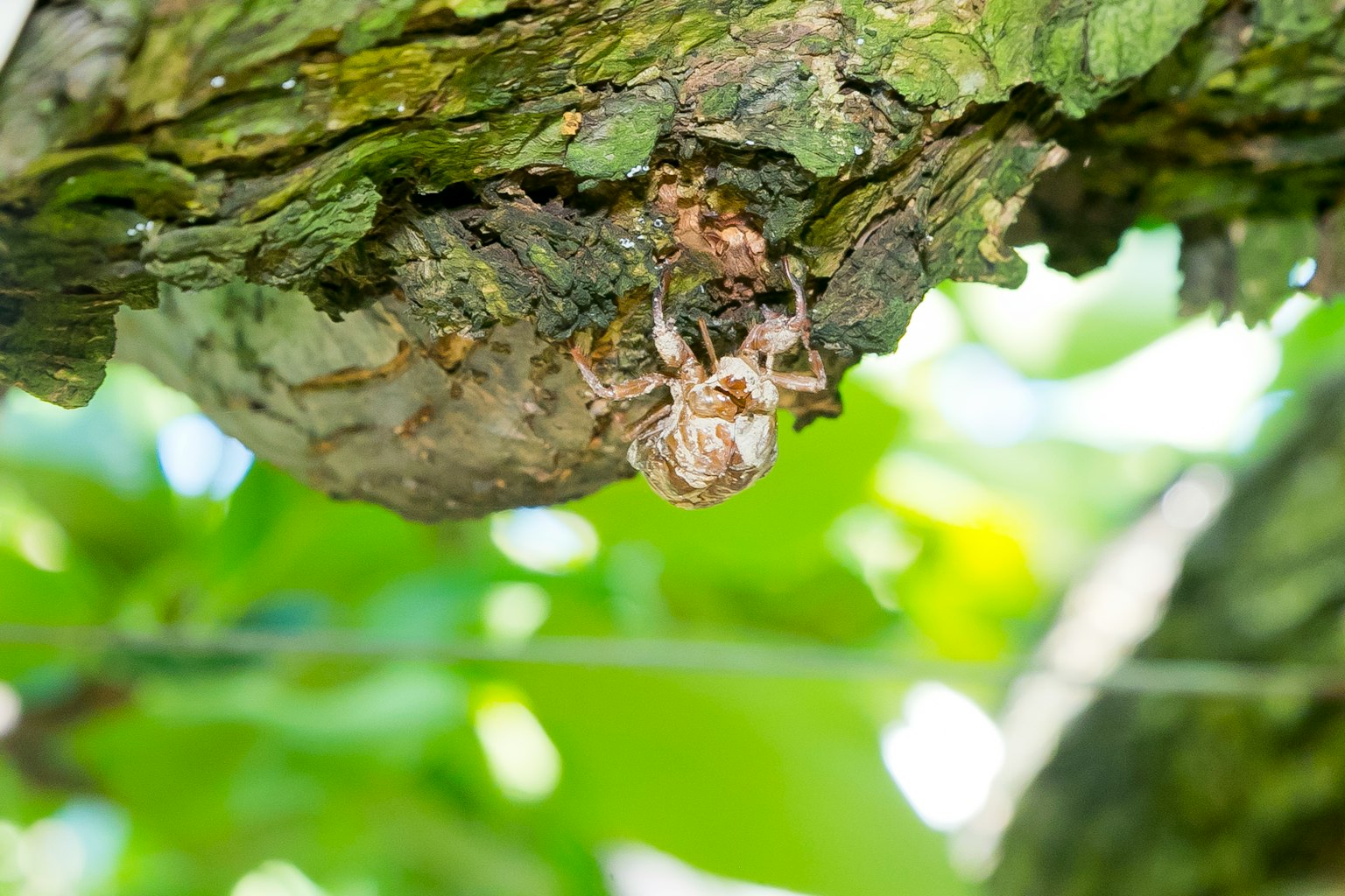 Cicada perched on a tree trunk surrounded by green leaves
