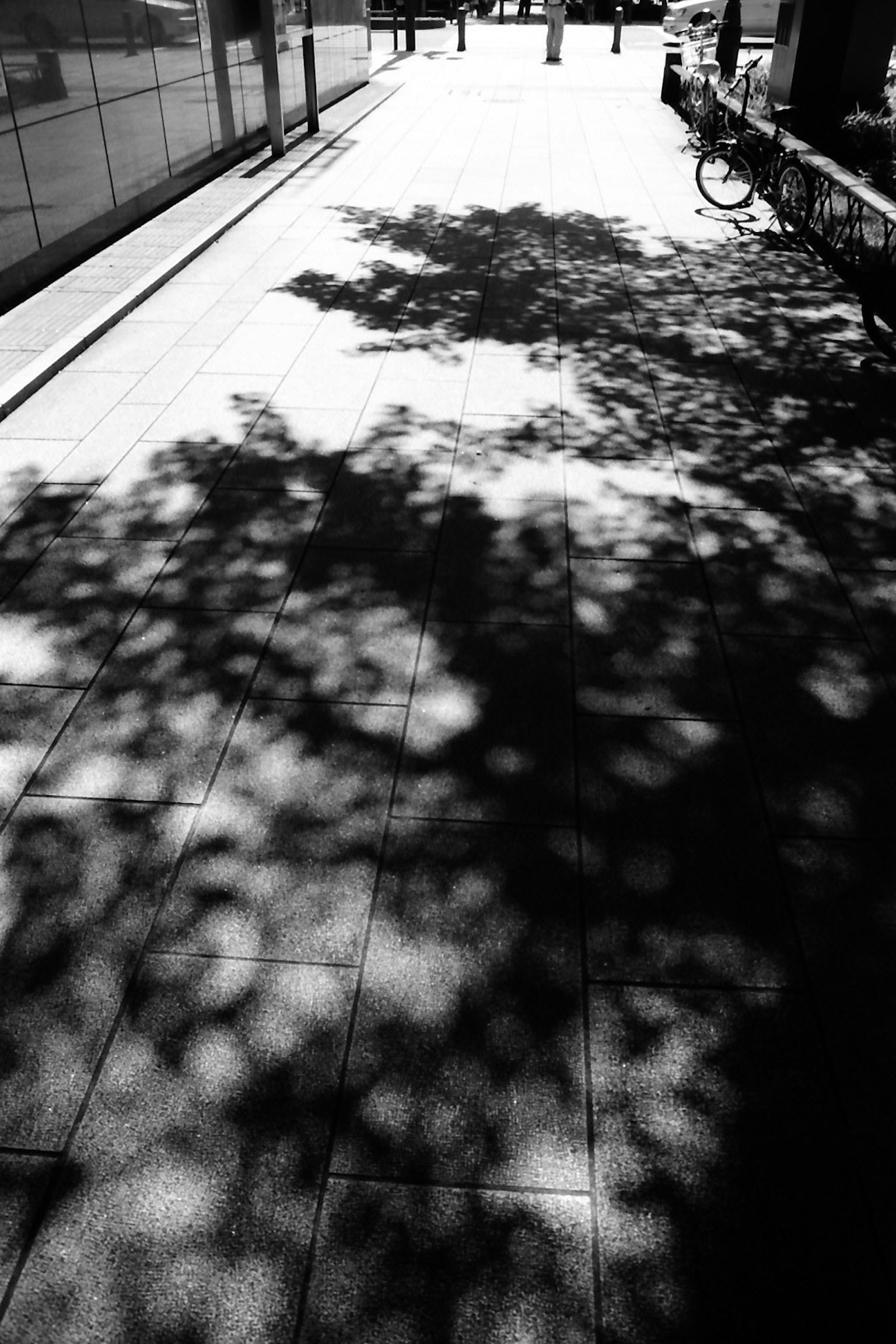 Monochrome image of tree shadows cast on a sidewalk