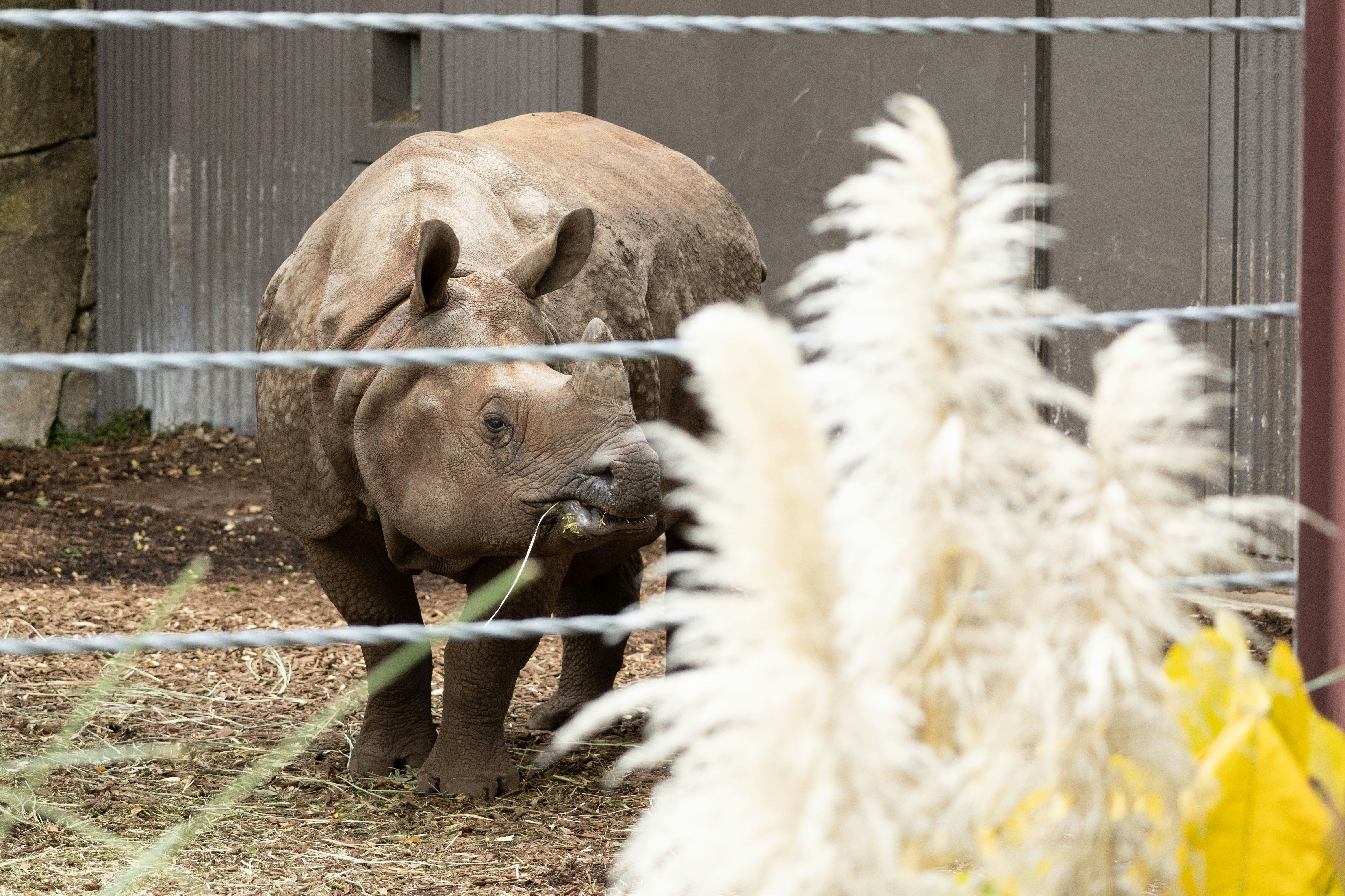 柵のある動物園で草を食べるサイ