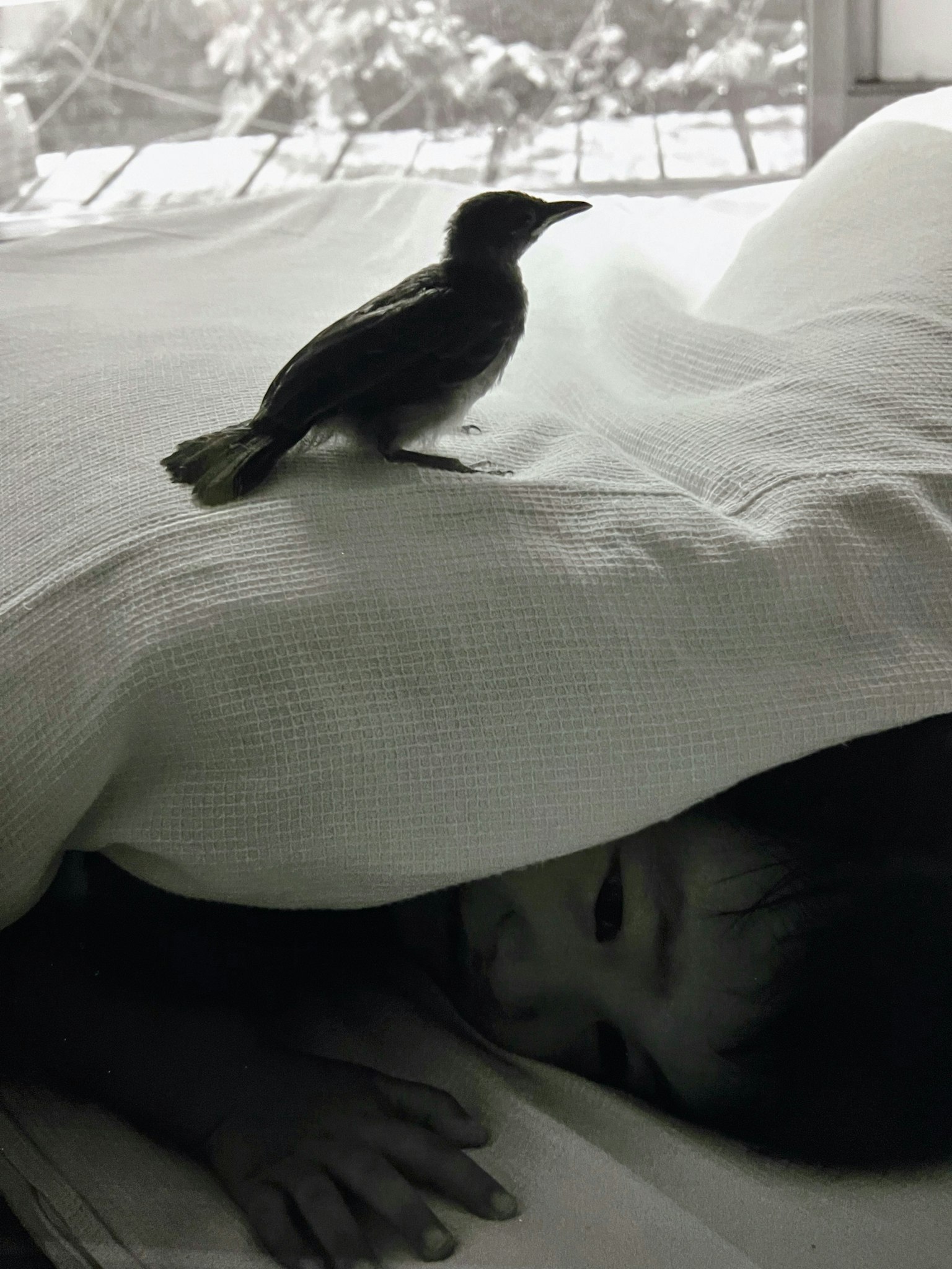 A child sleeping with a small bird perched on a blanket