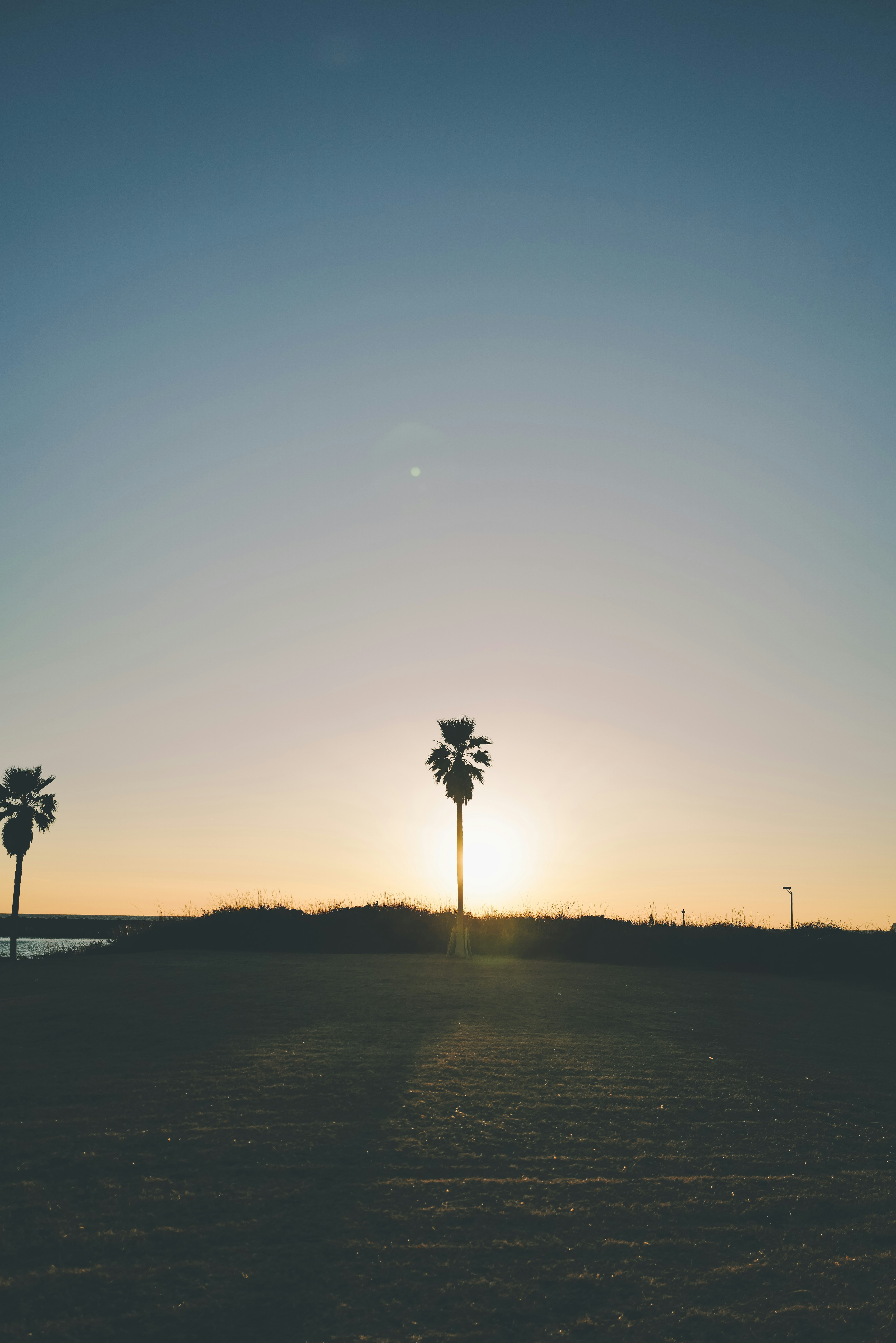 Palme su una spiaggia al tramonto