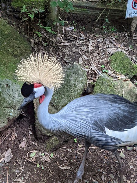 un uccello crestato sull’erba con le piume aperte