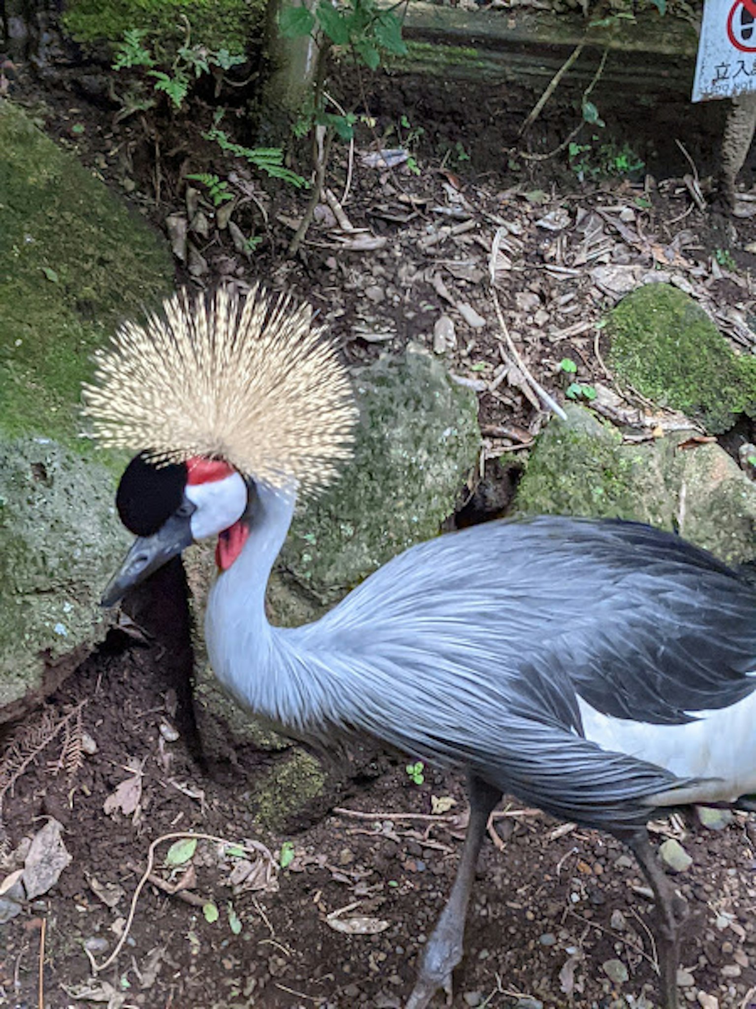 Una hermosa grúa coronada de pie cerca de una roca