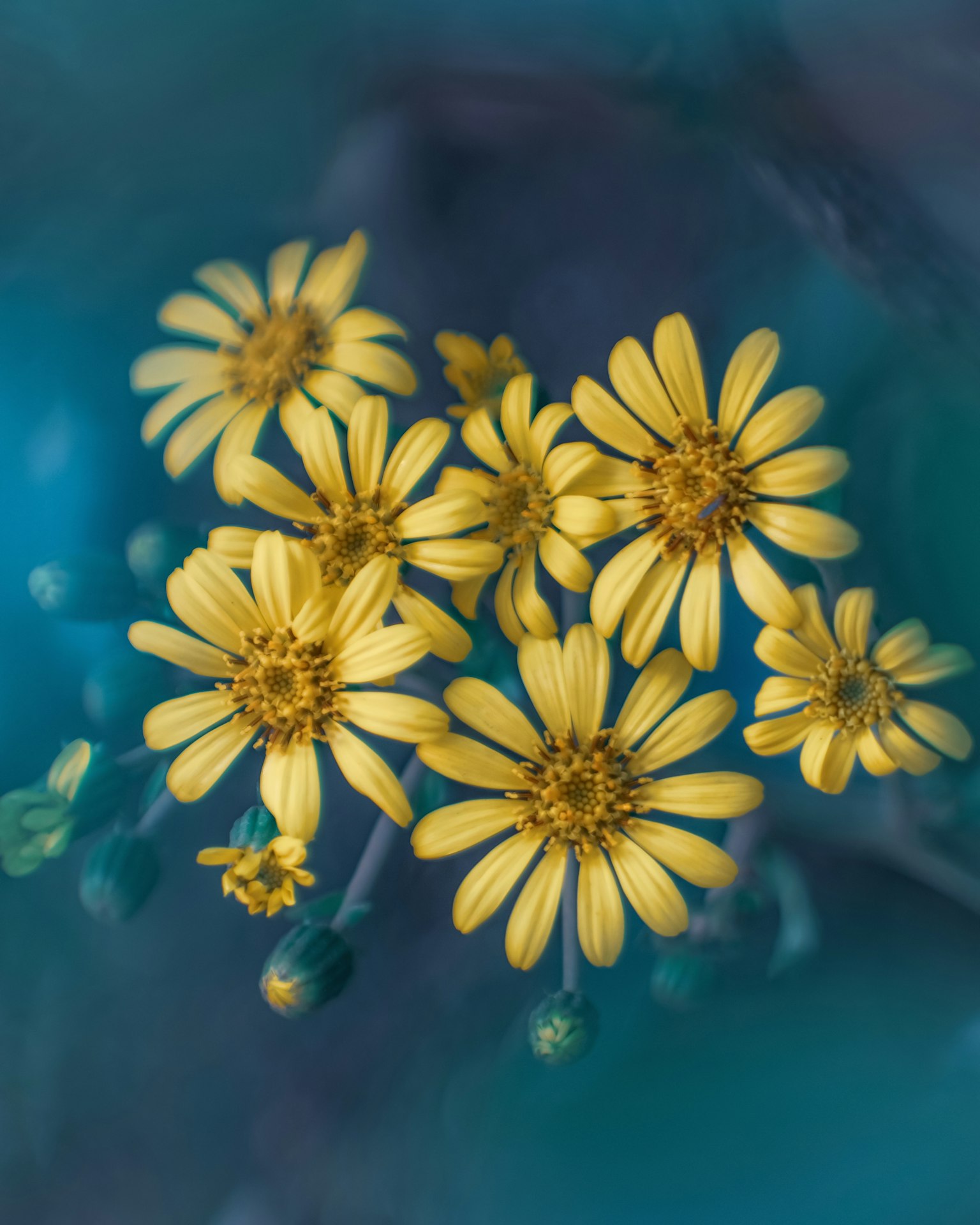 Un'immagine bella di fiori gialli che sbocciano su uno sfondo blu