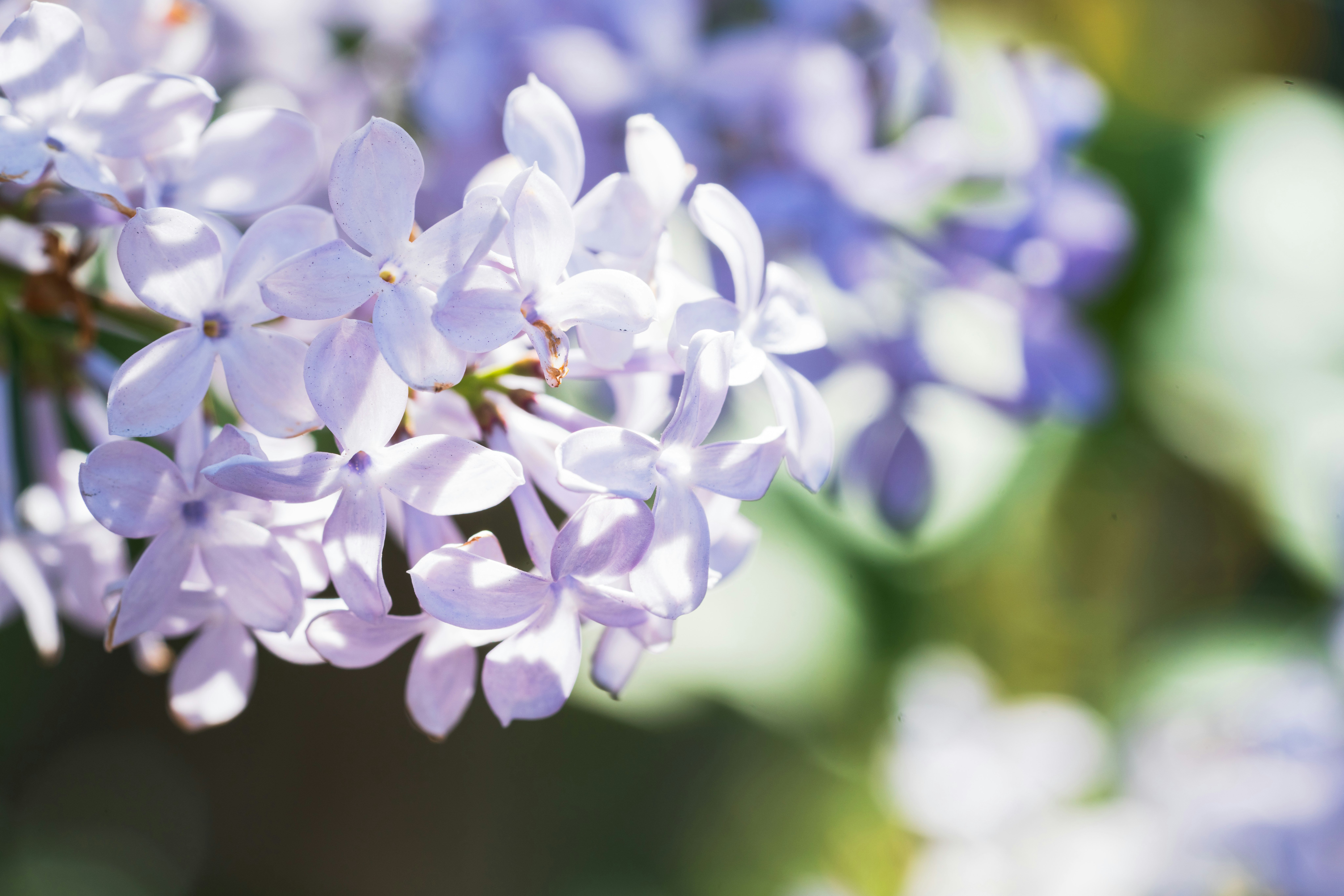 紫の花のクラスターと柔らかなボケ背景