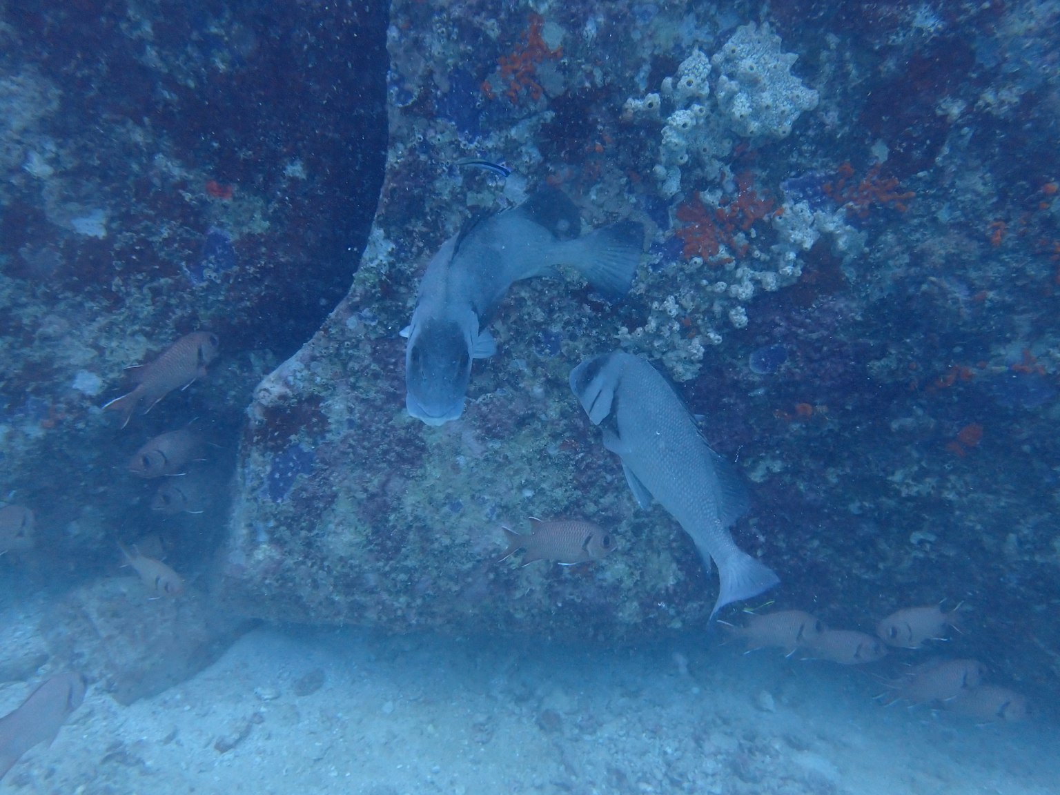 Dos peces cerca de una roca bajo el agua con vida marina colorida