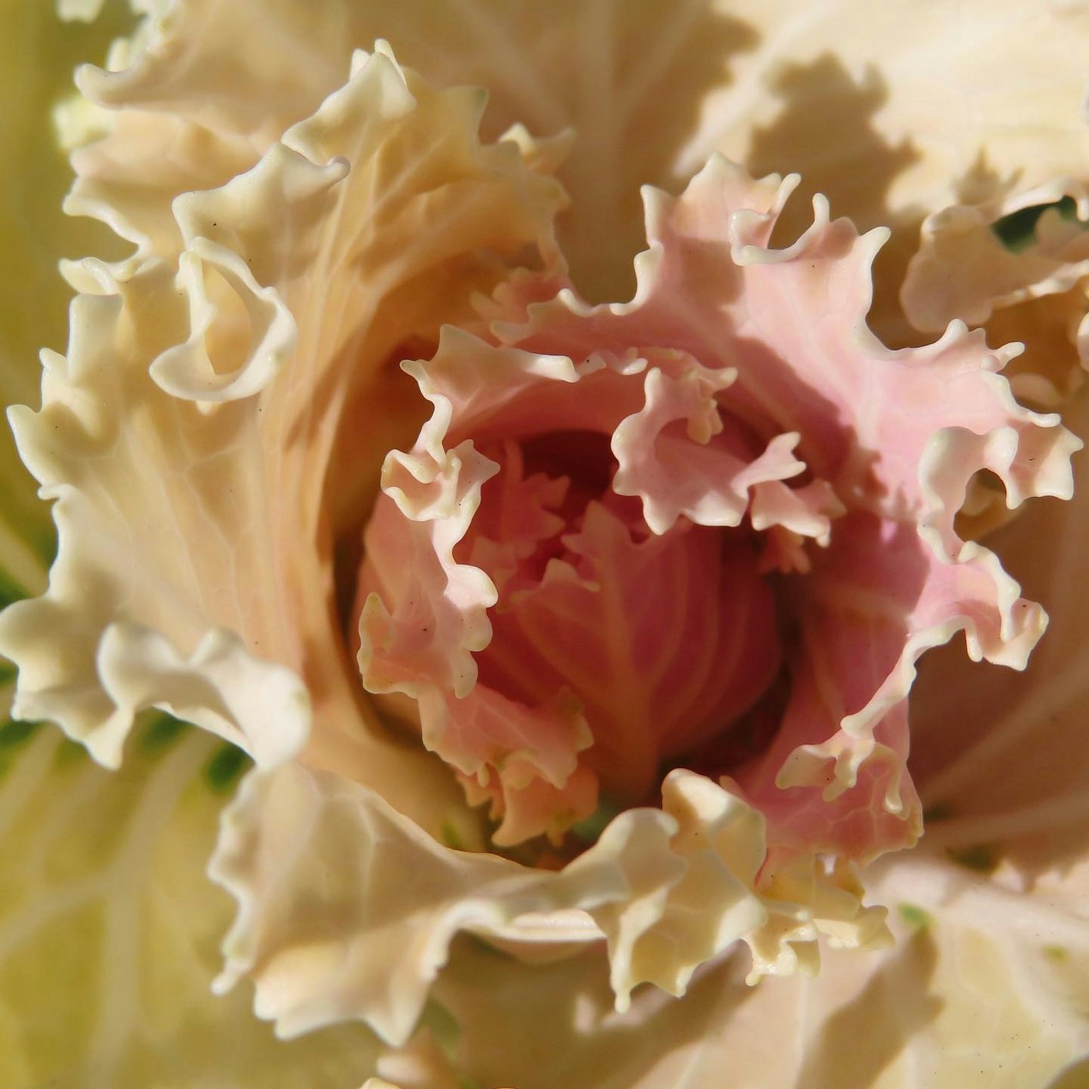 Fleur magnifique avec des pétales de couleur pâle ressemblant à du chou-fleur