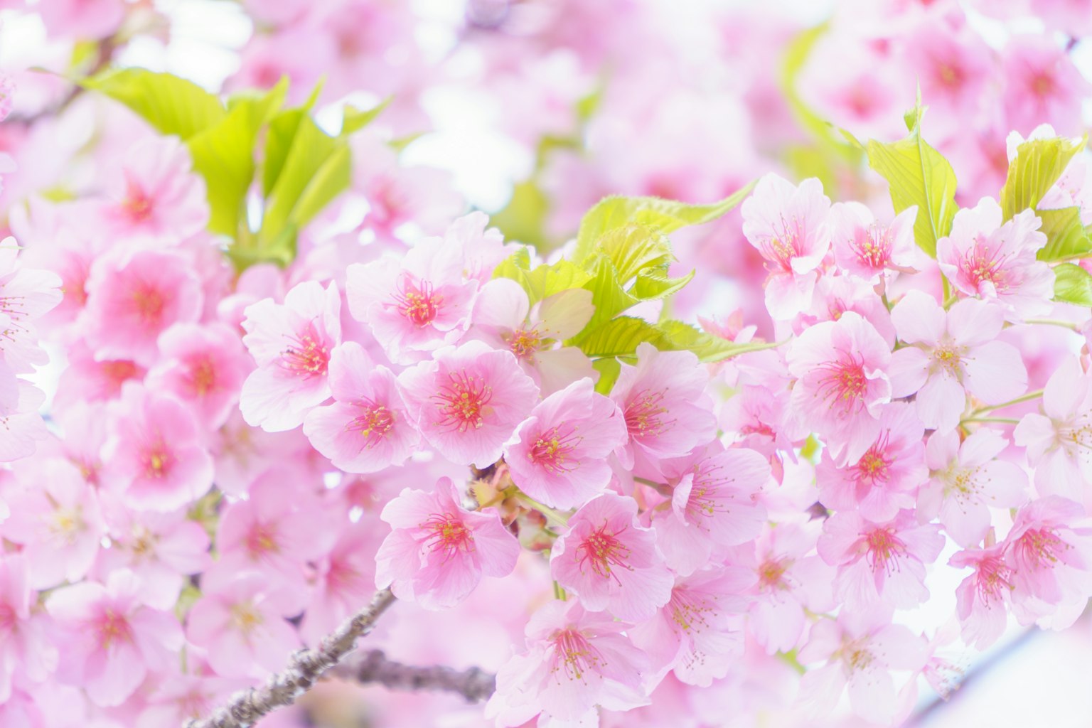 櫻花樹枝特寫，開著淡粉色花朵