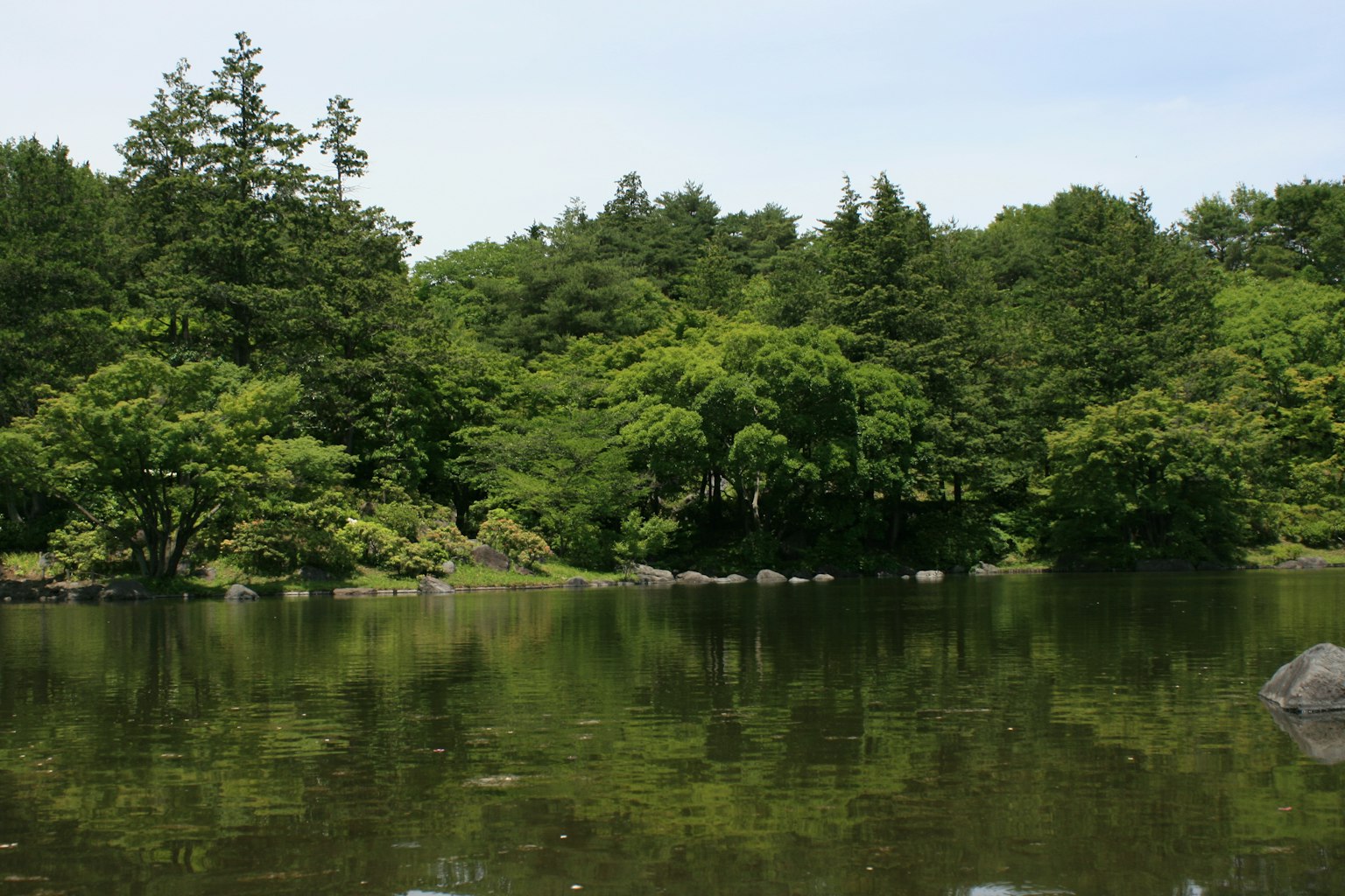 Üppiger grüner Wald mit einem ruhigen See
