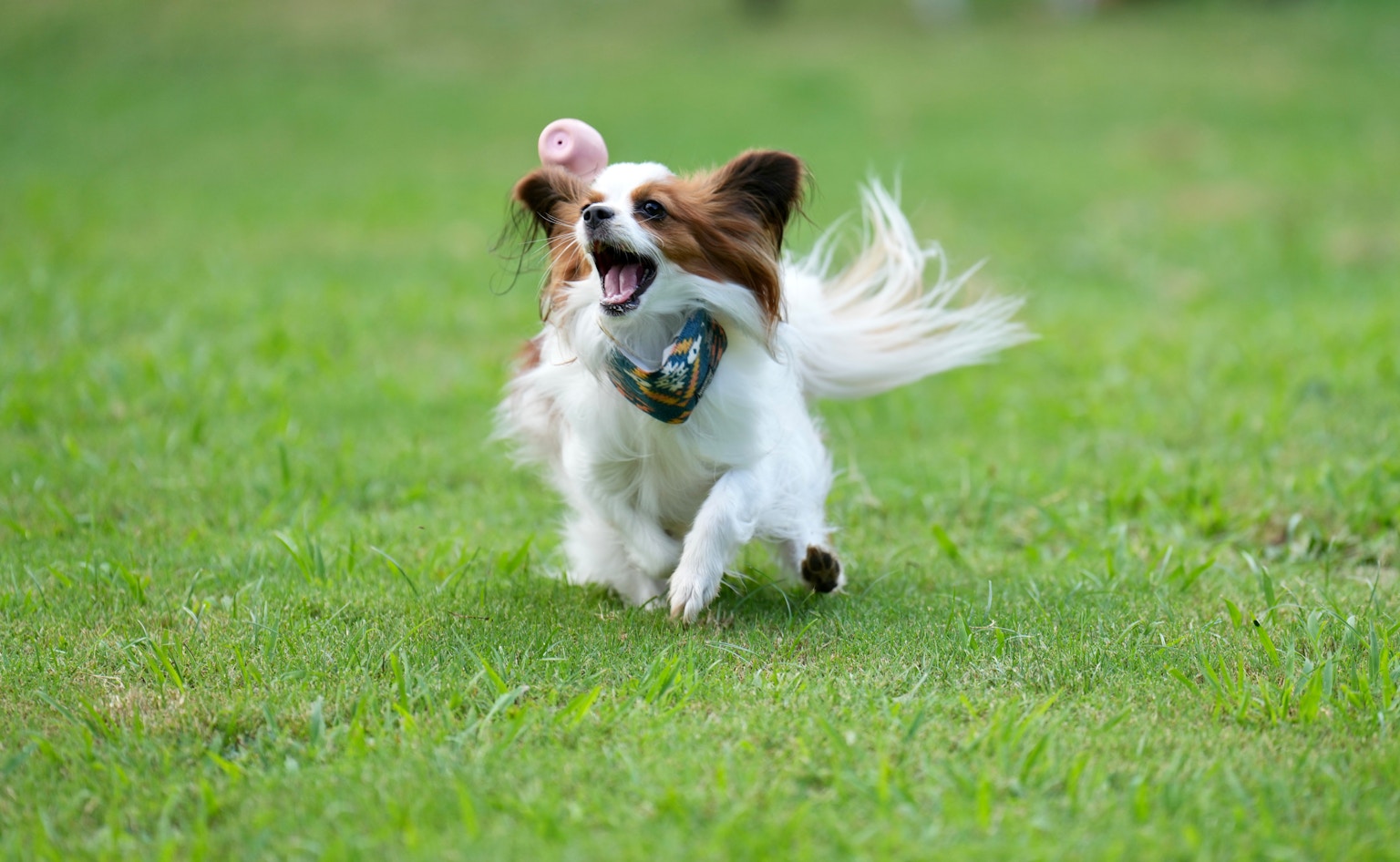 Papillon dog running happily on grass