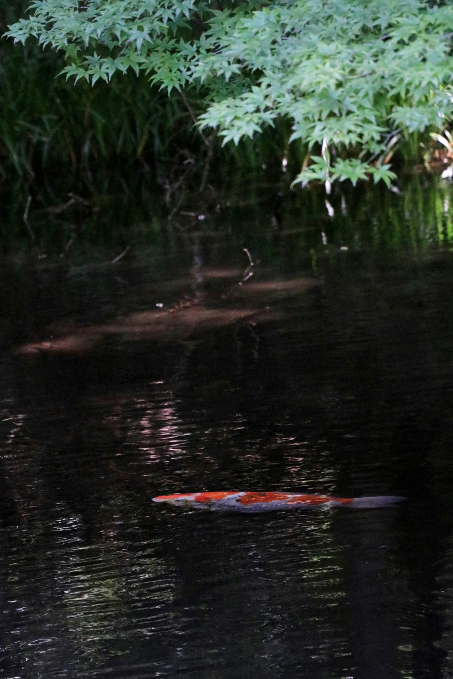 Poisson orange nageant dans un étang calme entouré de feuillage vert