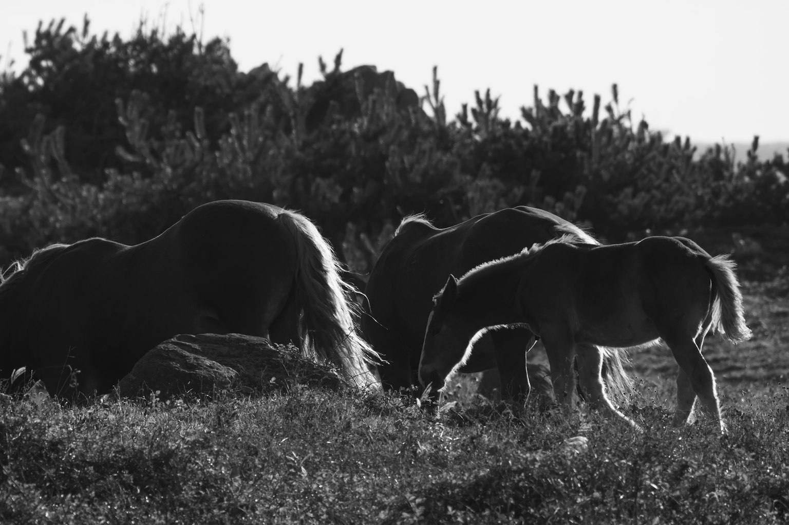 Siluetas de caballos pastando en un paisaje en blanco y negro