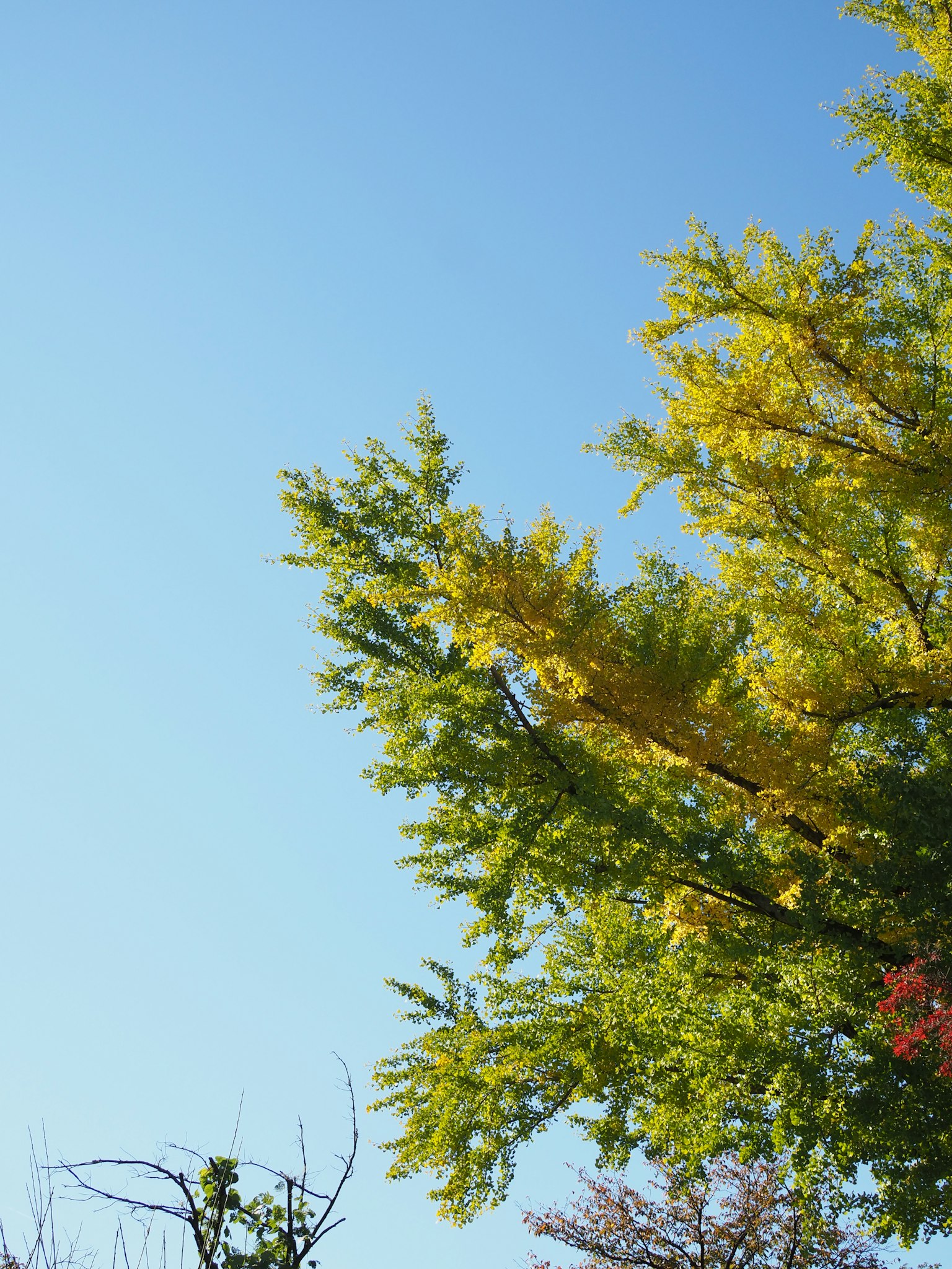 Vista de las copas de los árboles con hojas amarillas contra un cielo azul claro