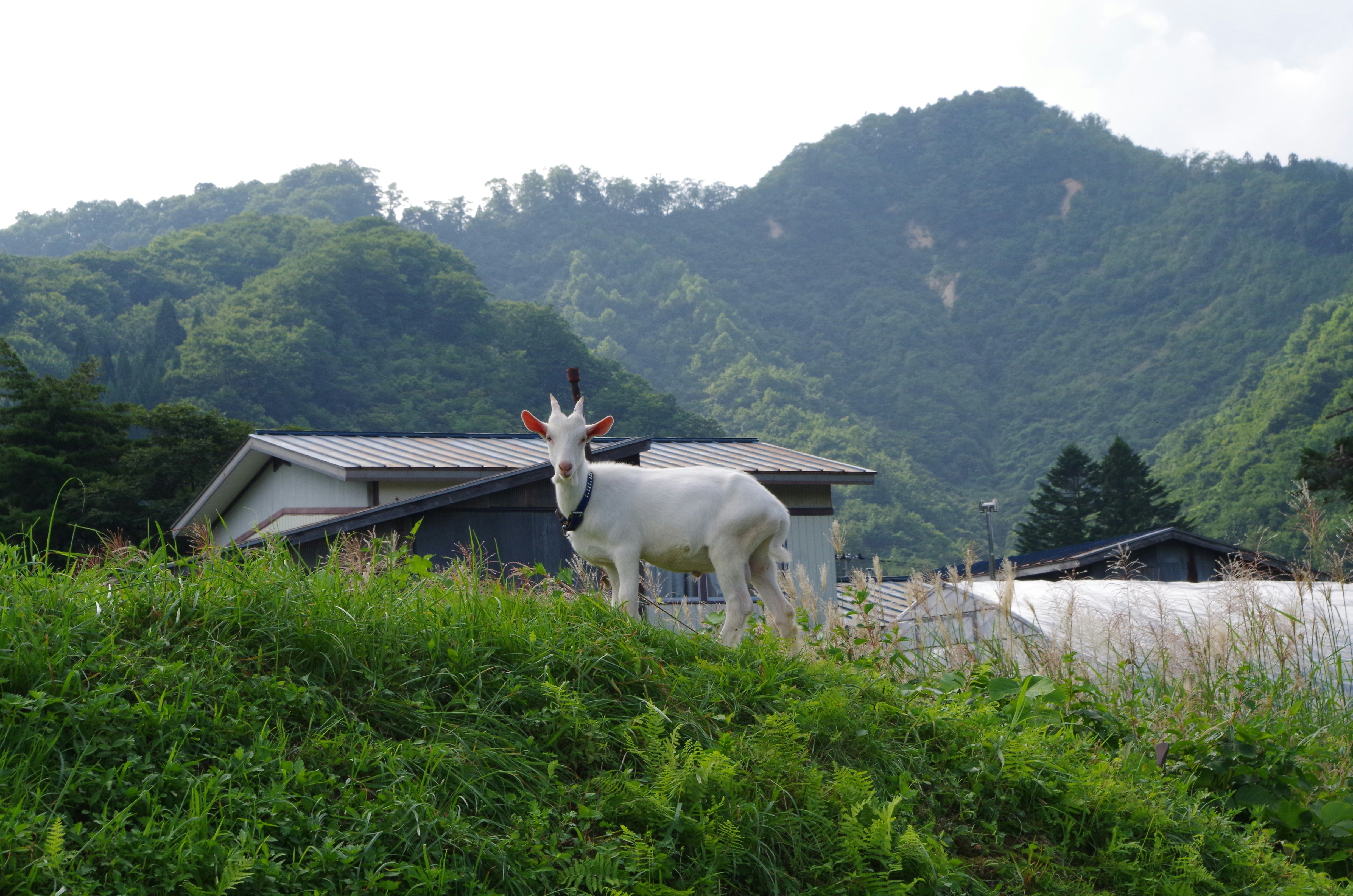 山あいの牧草地で立つ白いヤギ
