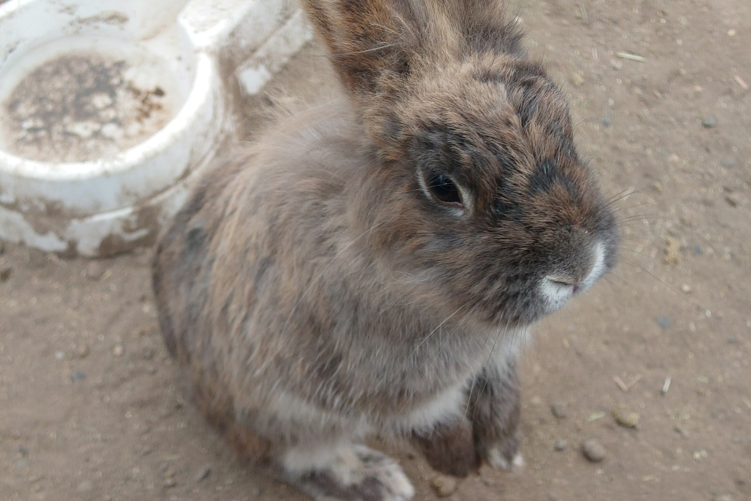 Brauner Hase sitzt auf dem Boden mit einer Futterschüssel im Hintergrund