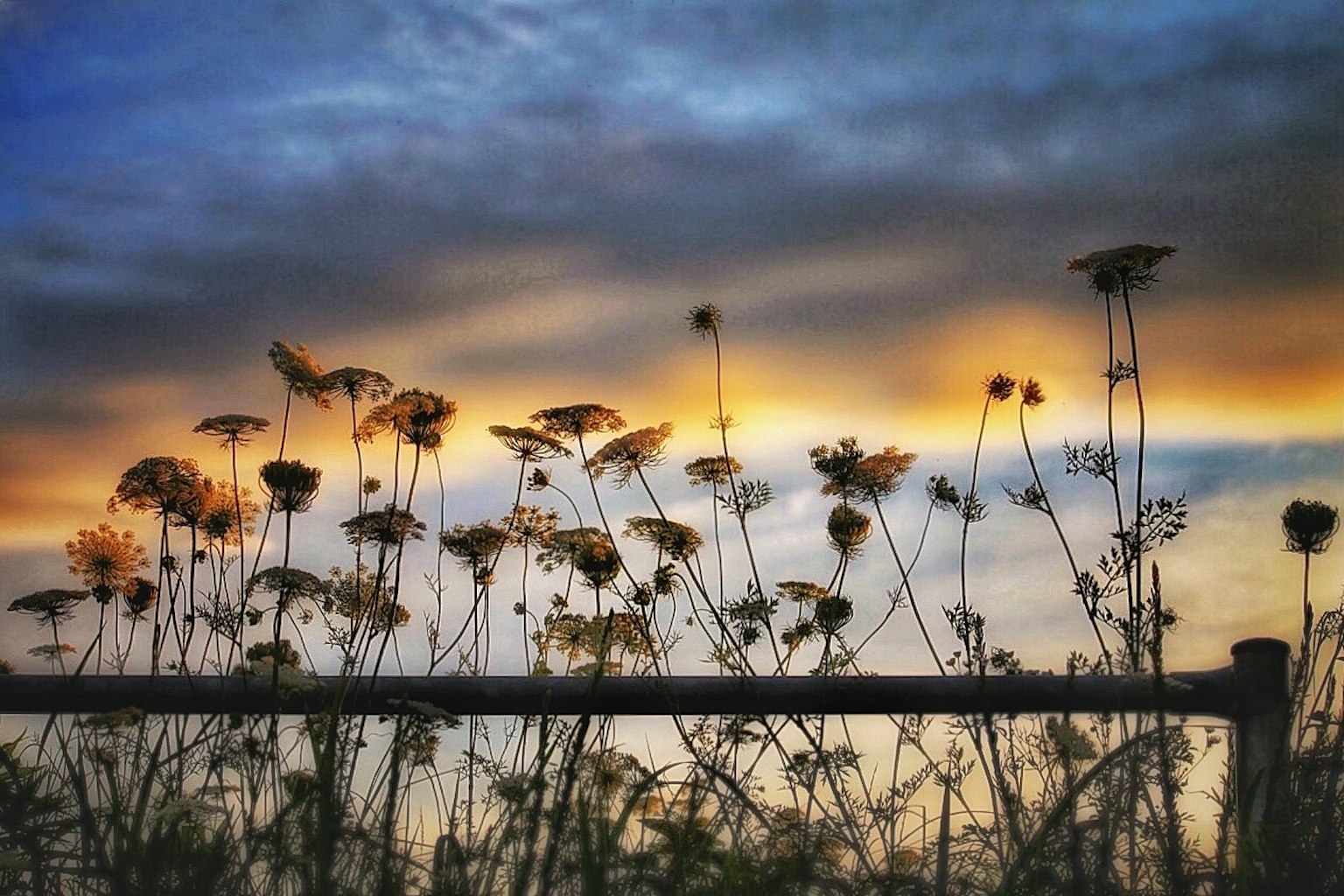 Silhouette di fiori contro un cielo di tramonto con nuvole morbide