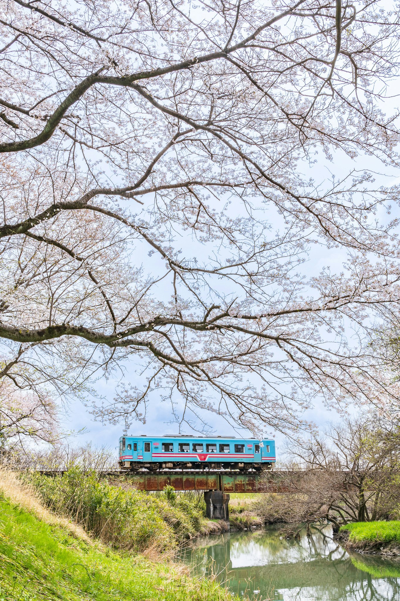 桜の木の下を走る樽見鉄道の列車