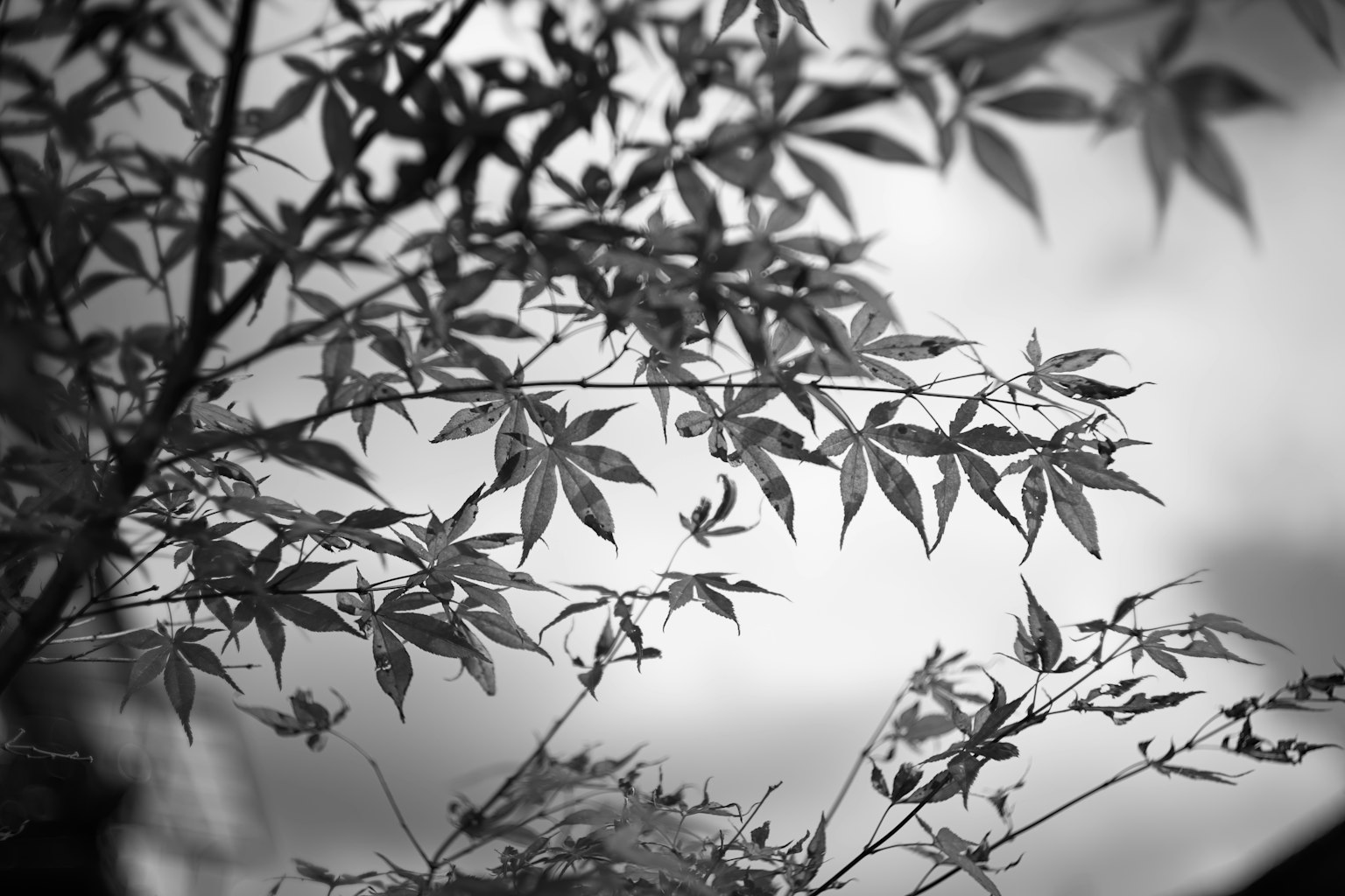 黑白背景下的细叶枝